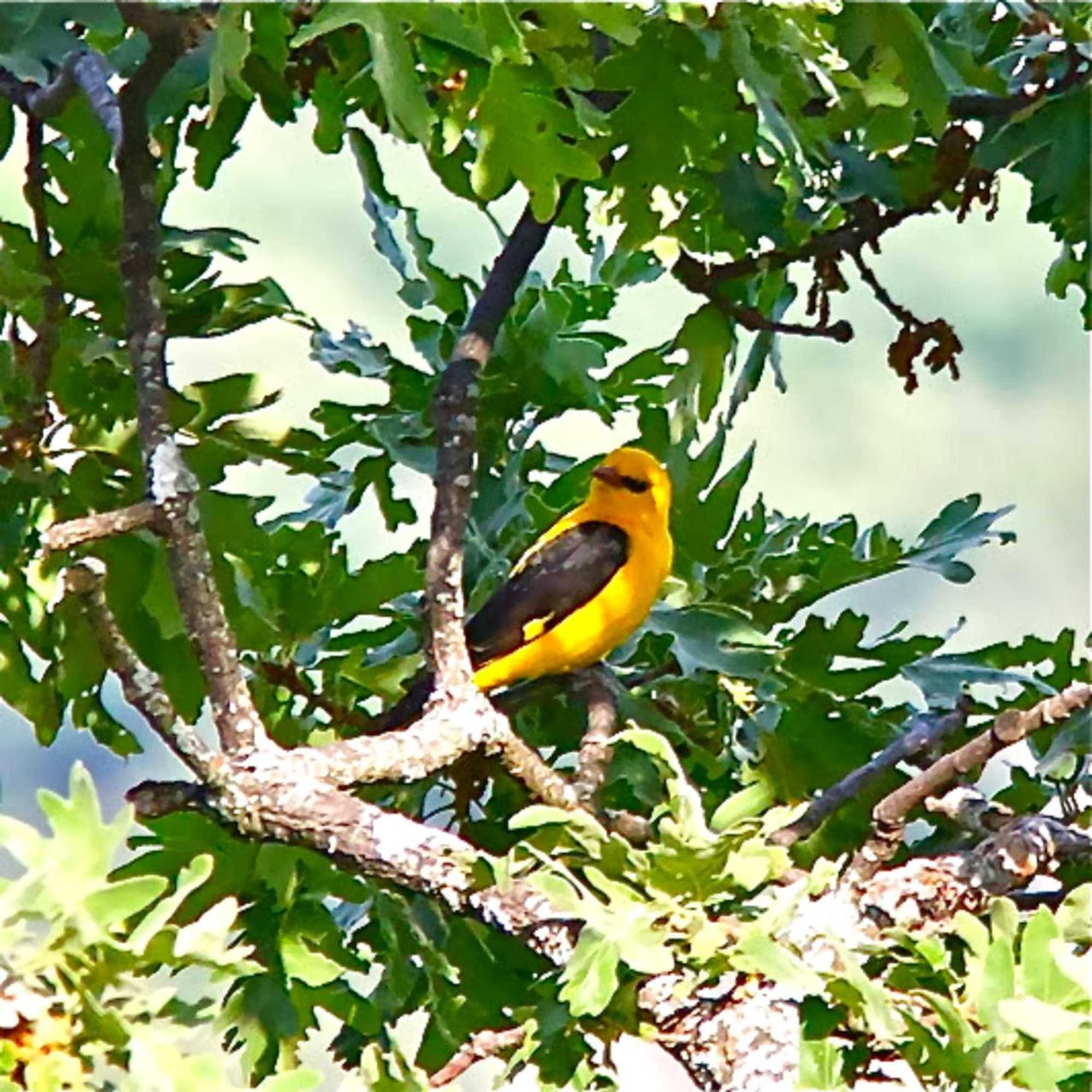 Gift card for Quinta Do Marvao