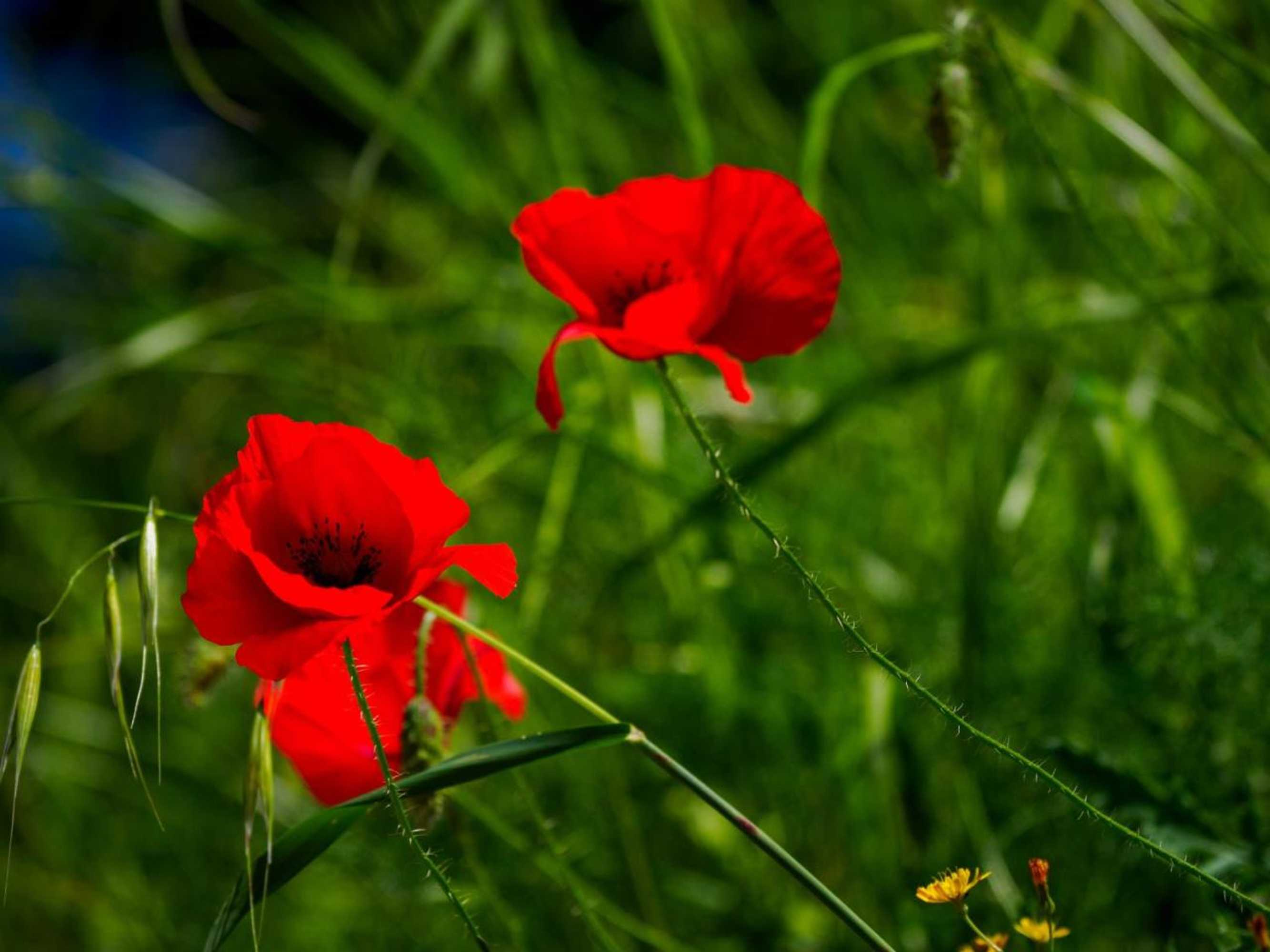 Gift card for Sea View Villa Sun Sea & Fire