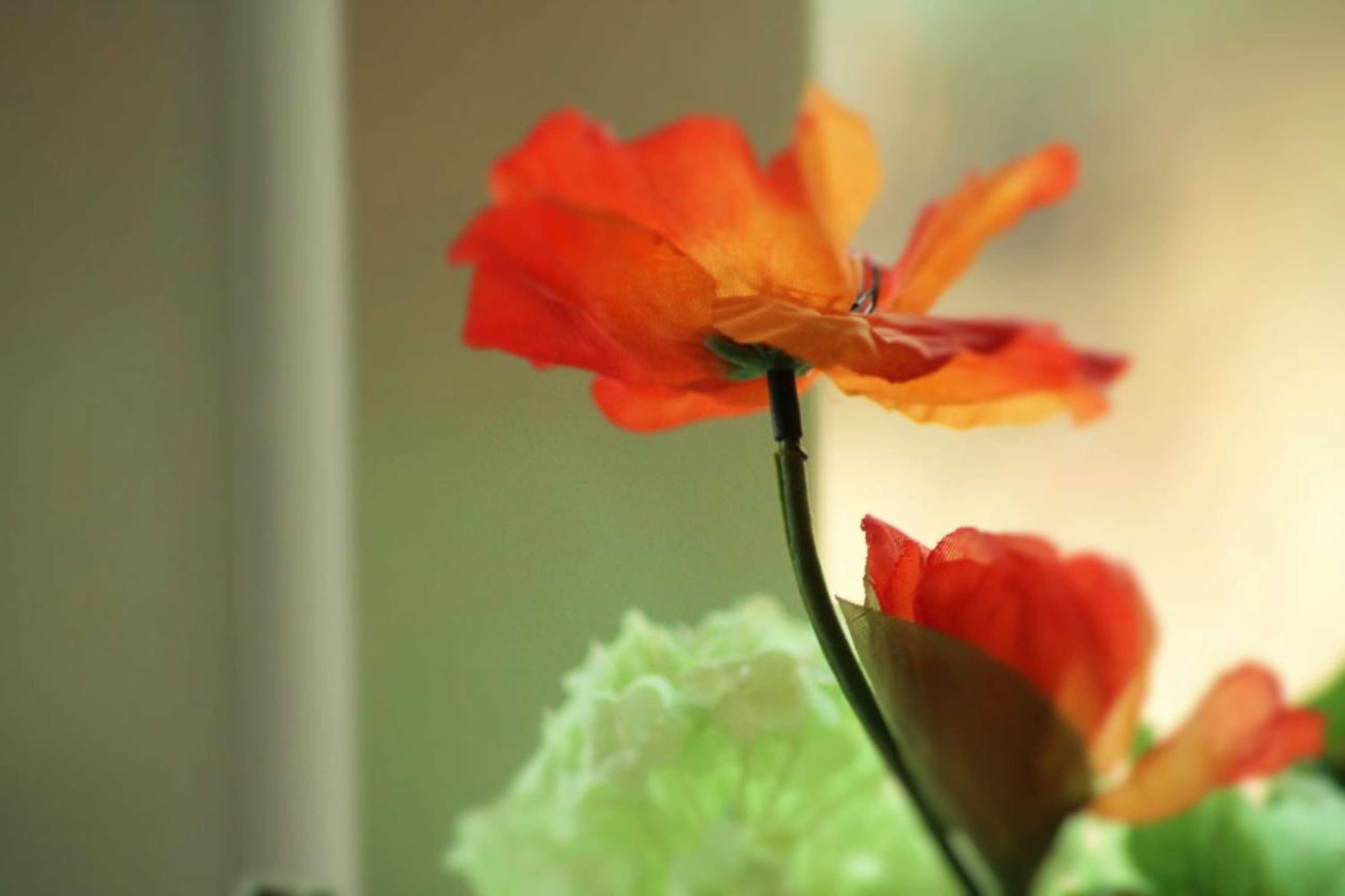 Gift card for Apartments Bommels