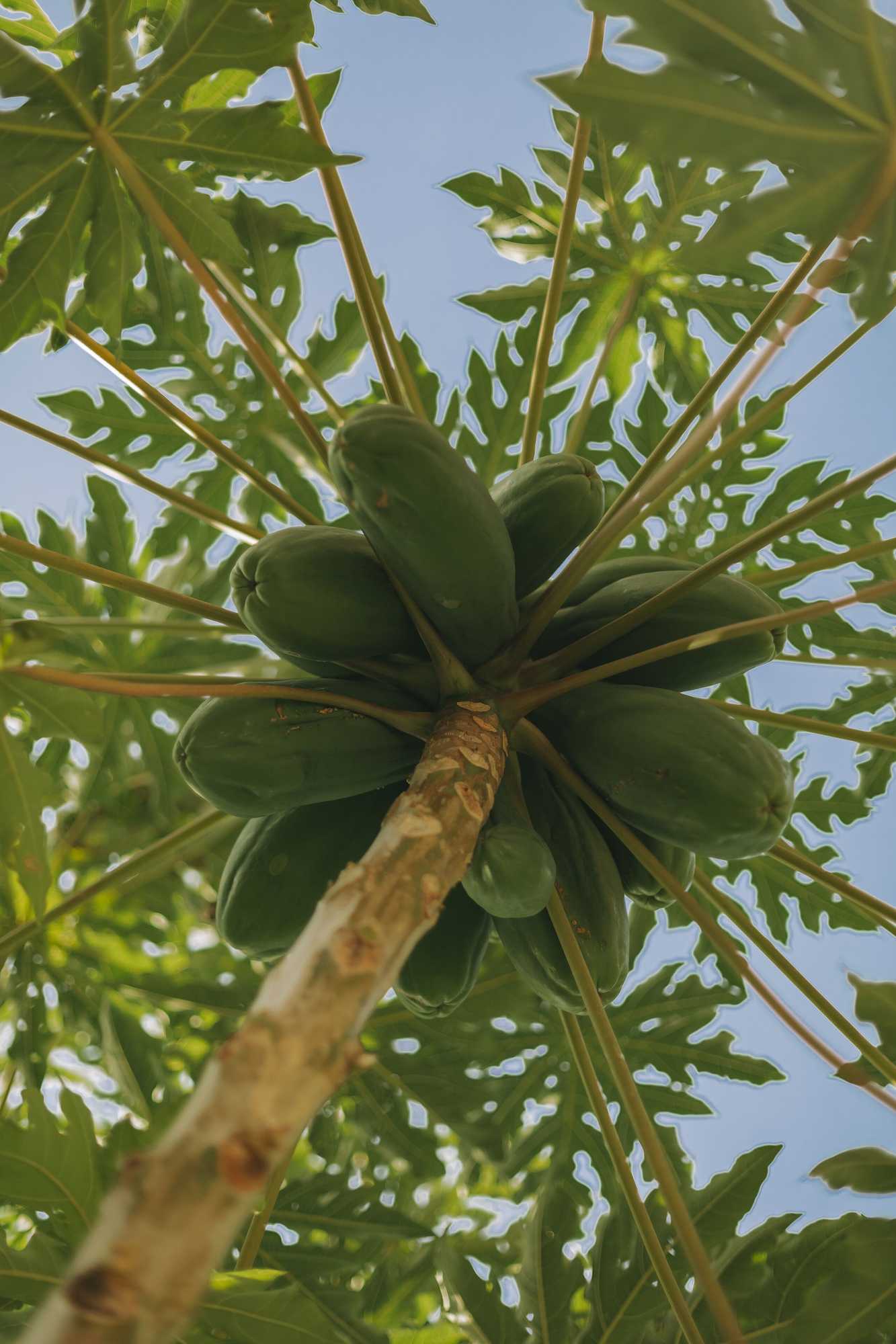 Gift card for Moinho Das Feteiras