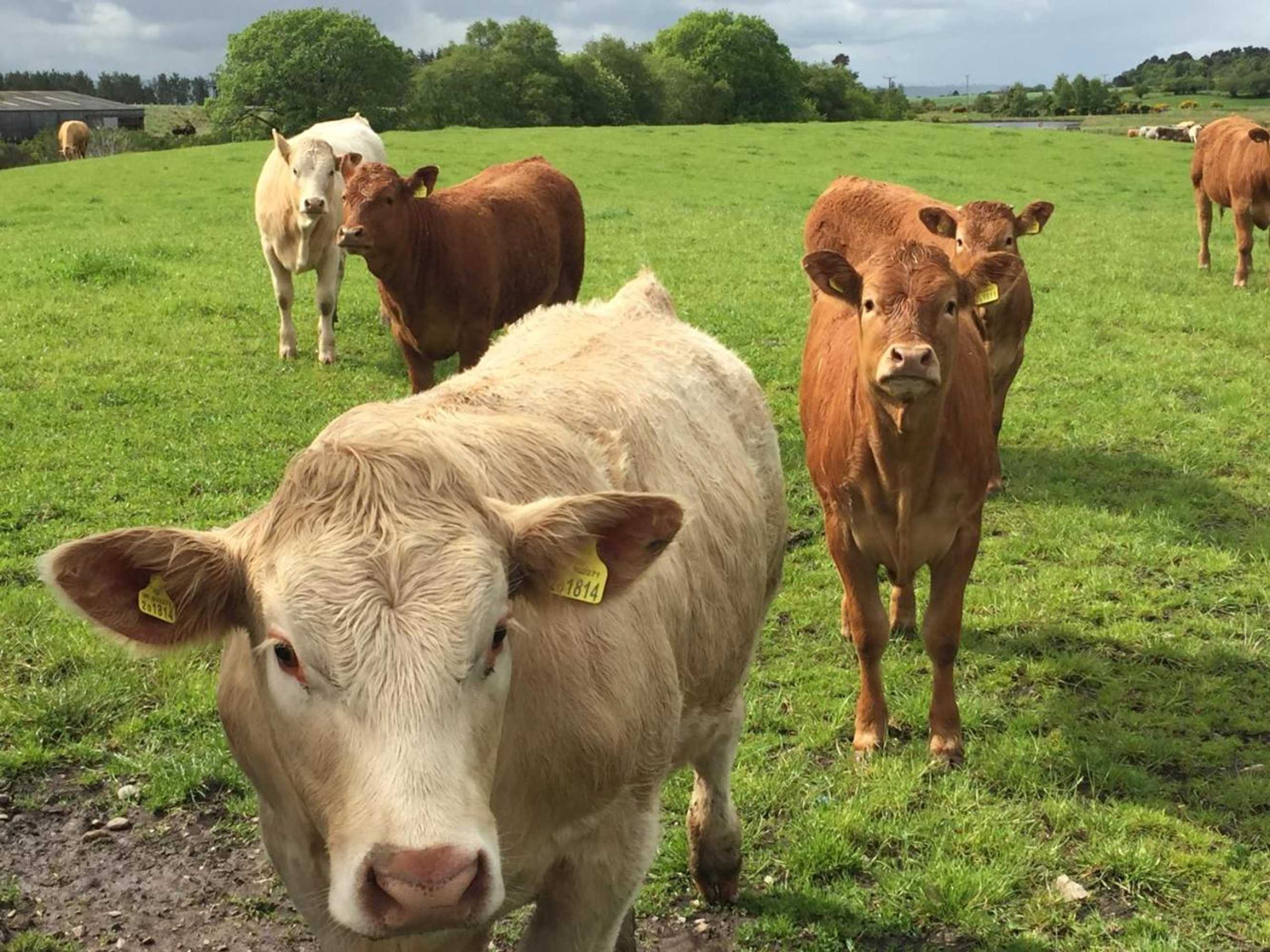 Gift card for Heathfield Highland Estate