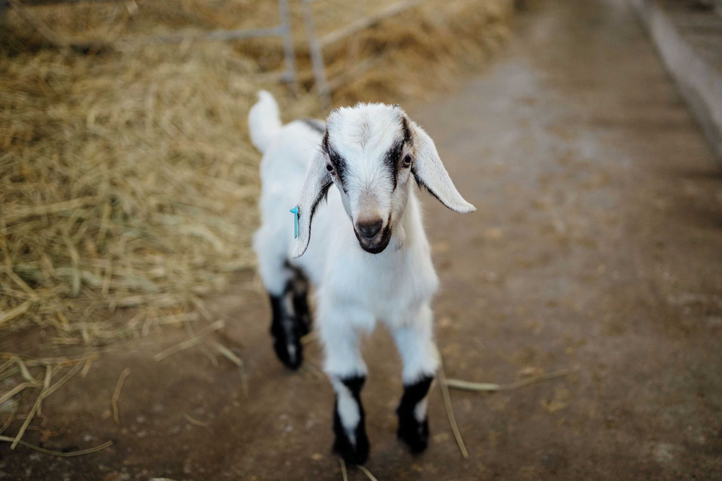 Gift card for Vumba - House of The Lizard