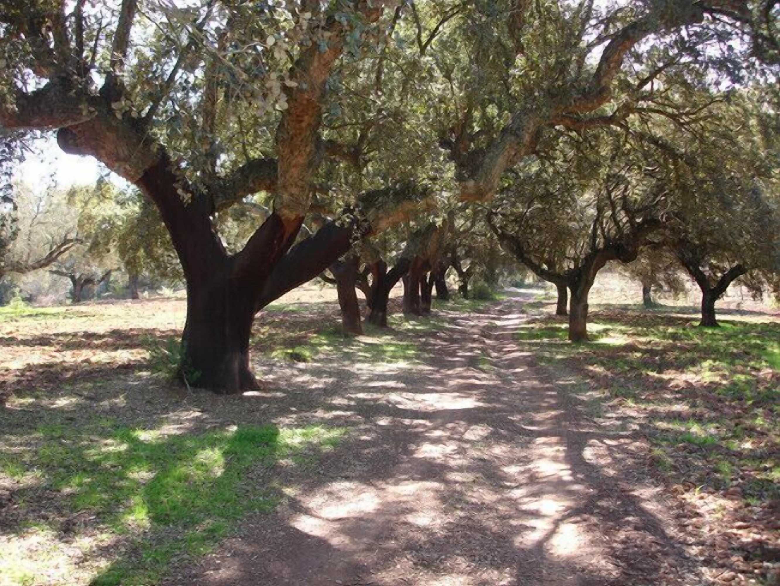 Gift card for Casa Rural Sierra San Mamede Gift card for Casa Rural Sierra San Mamede