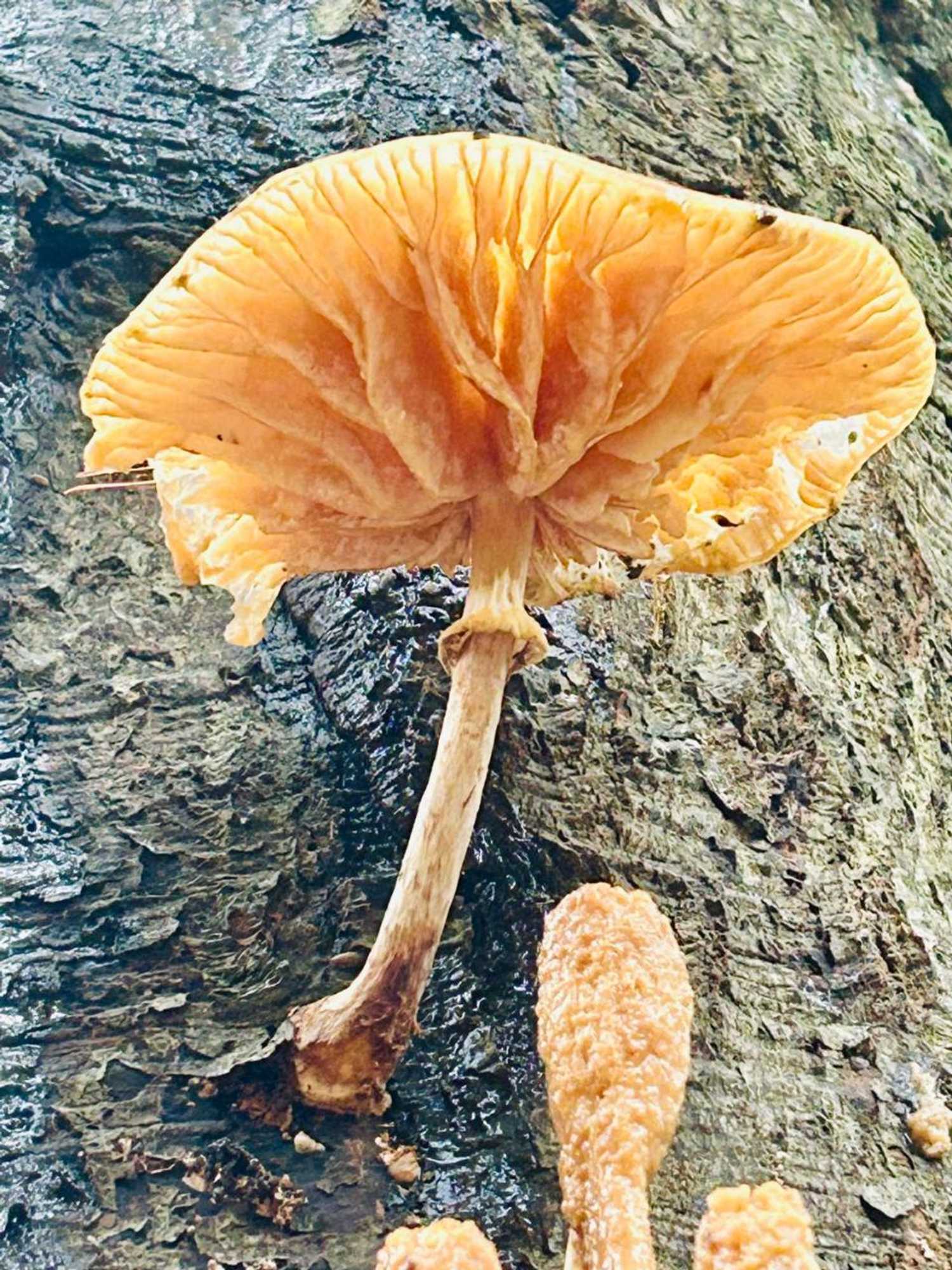 Gift card for B&b In de Aap Gelogeerd