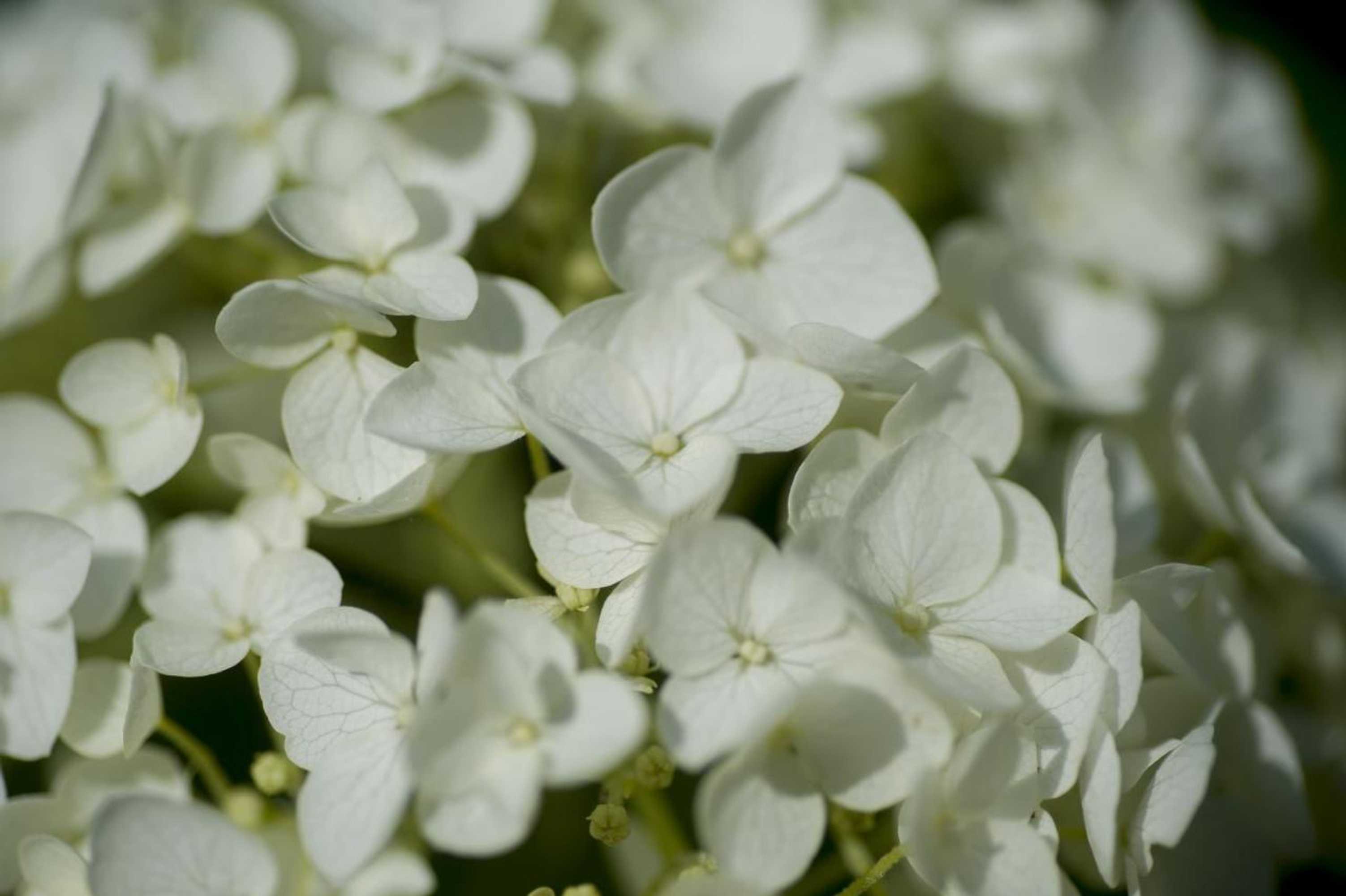 Gift card for Boutique B&b Villa Heidetuin