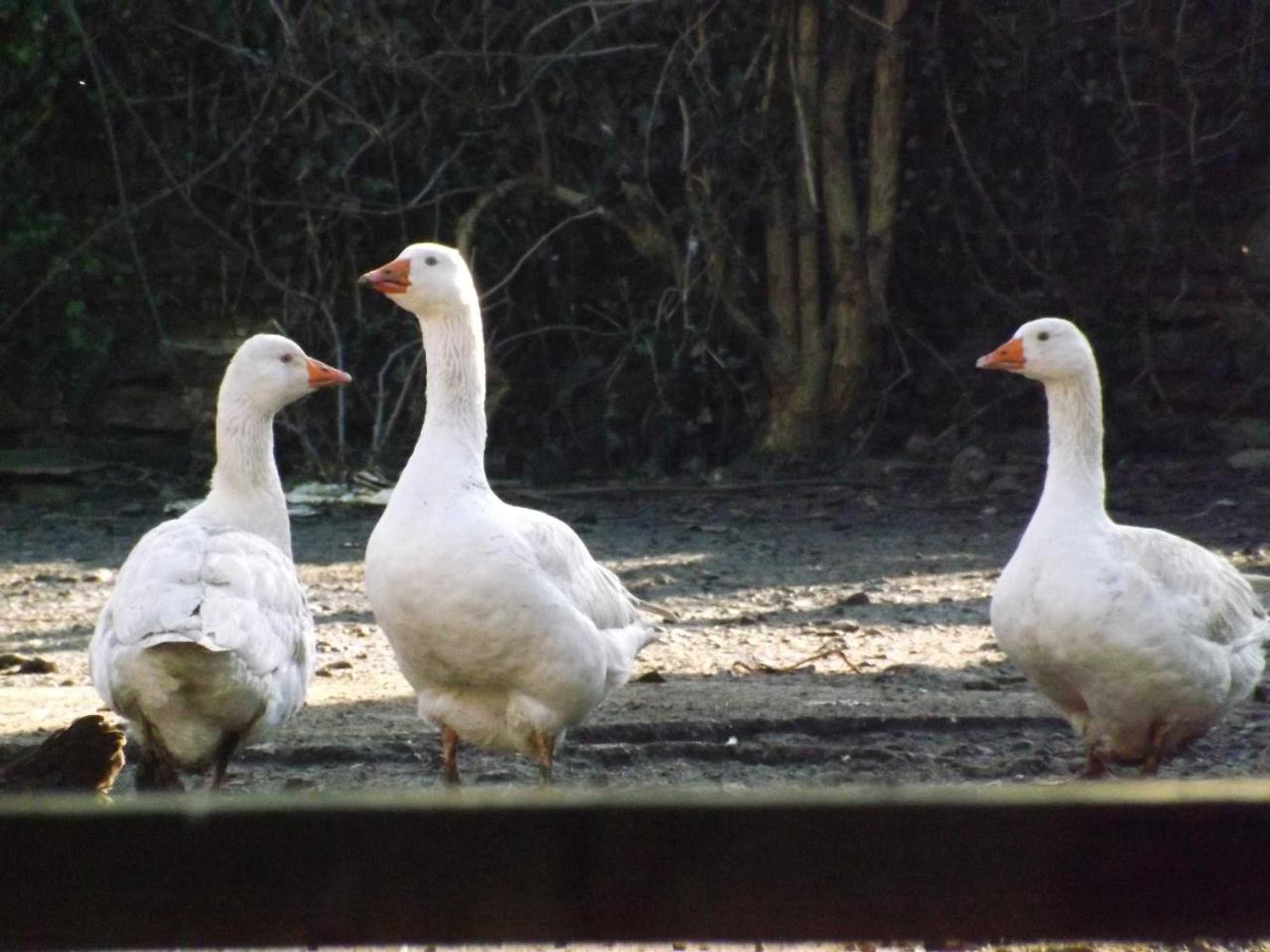 Gift card for The Willows Accommodation