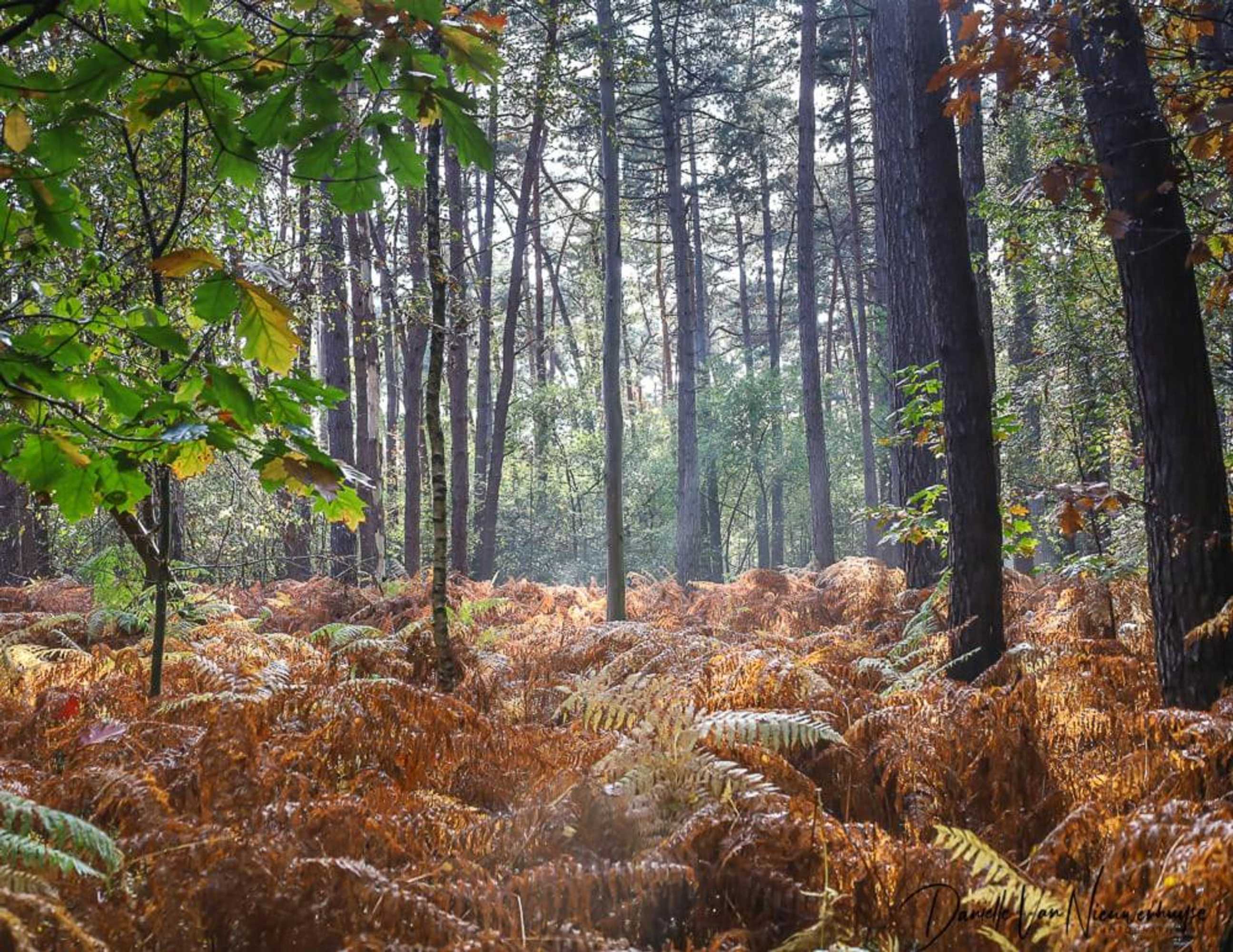 Gift card for De Steenen Molen B&b