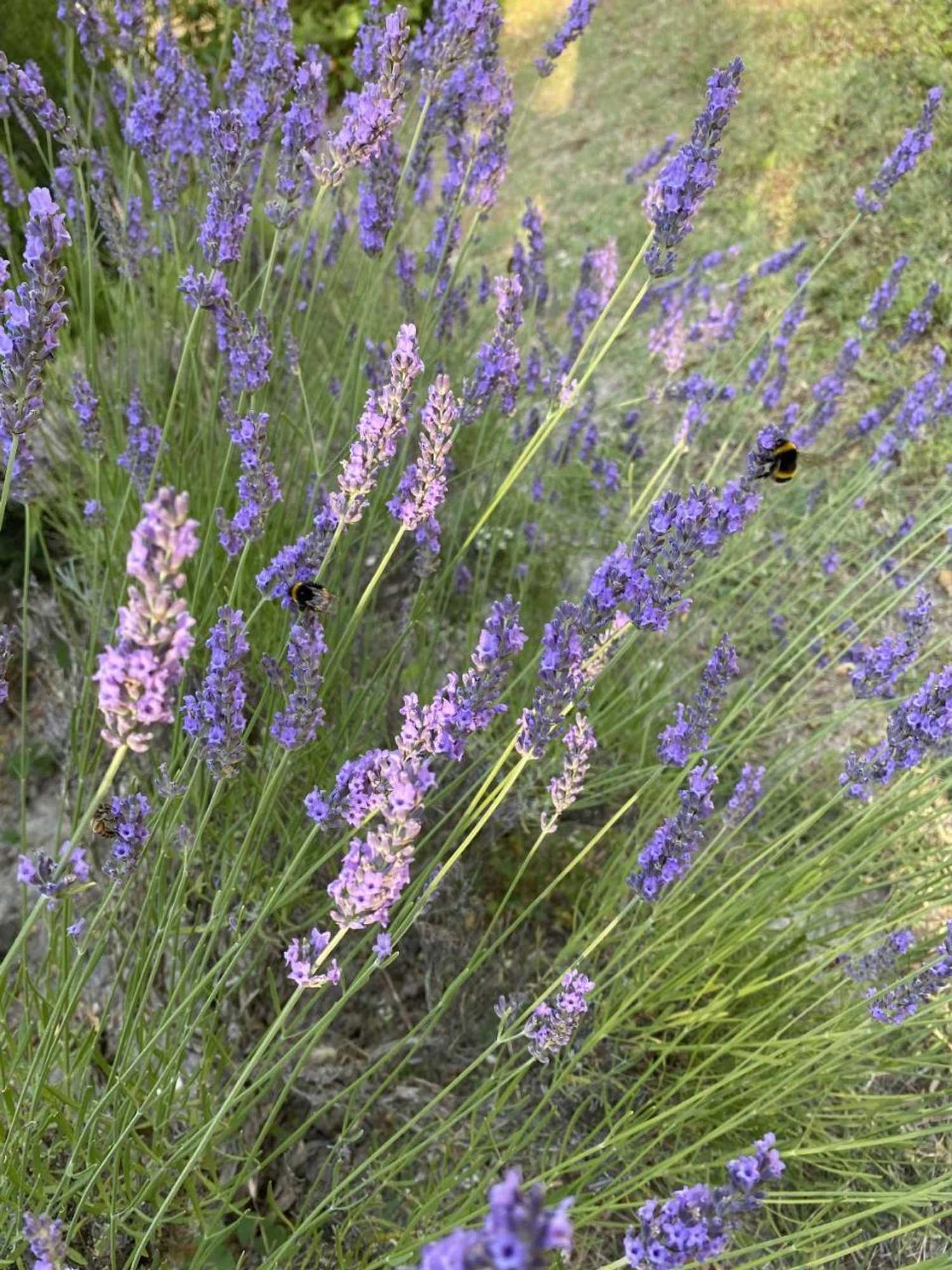 Gift card for Mas La Pauline Gift card for Mas La Pauline