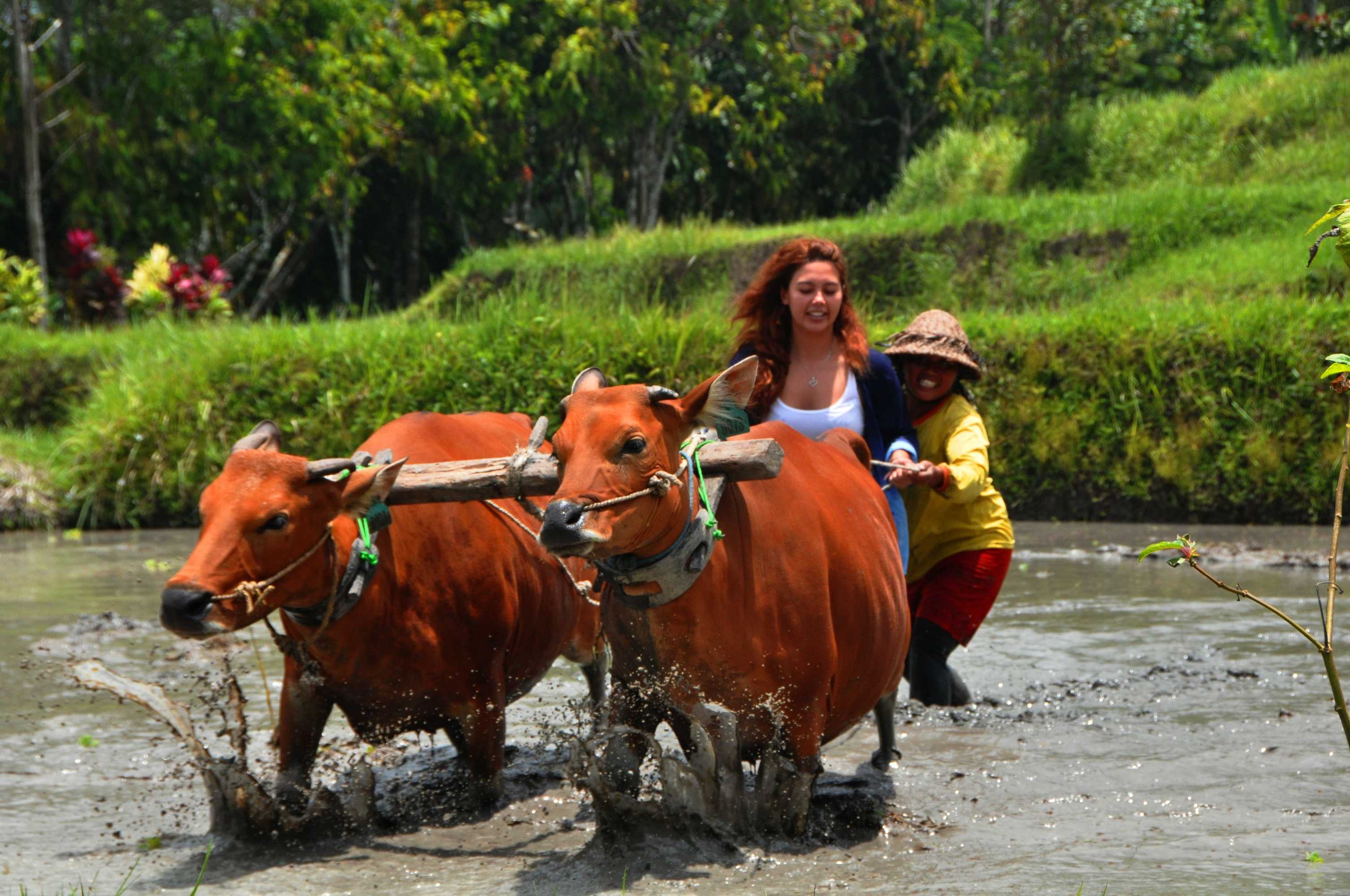 Gift card for Rumah Desa