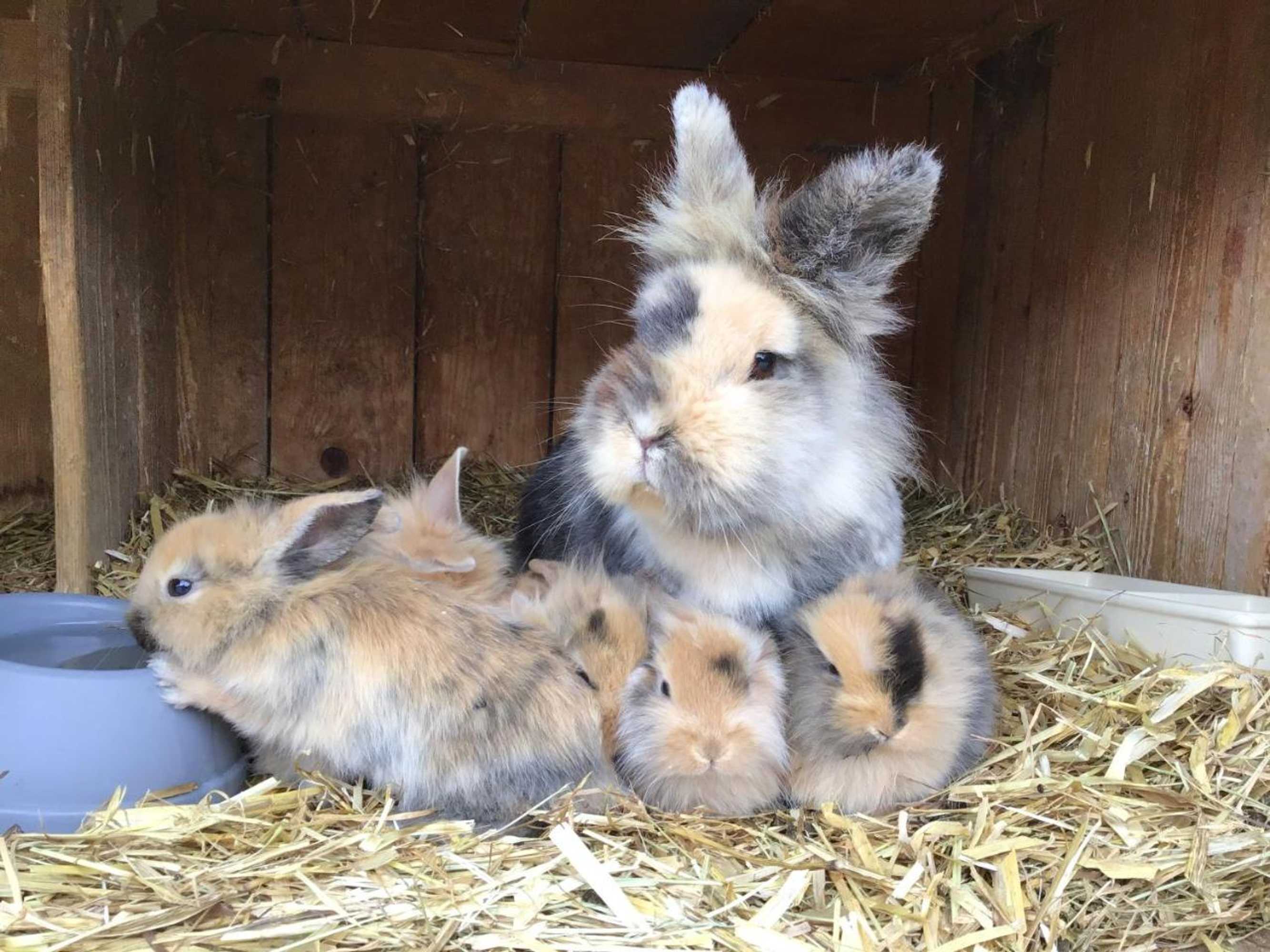 Gift card for Moarhof Holzhausen