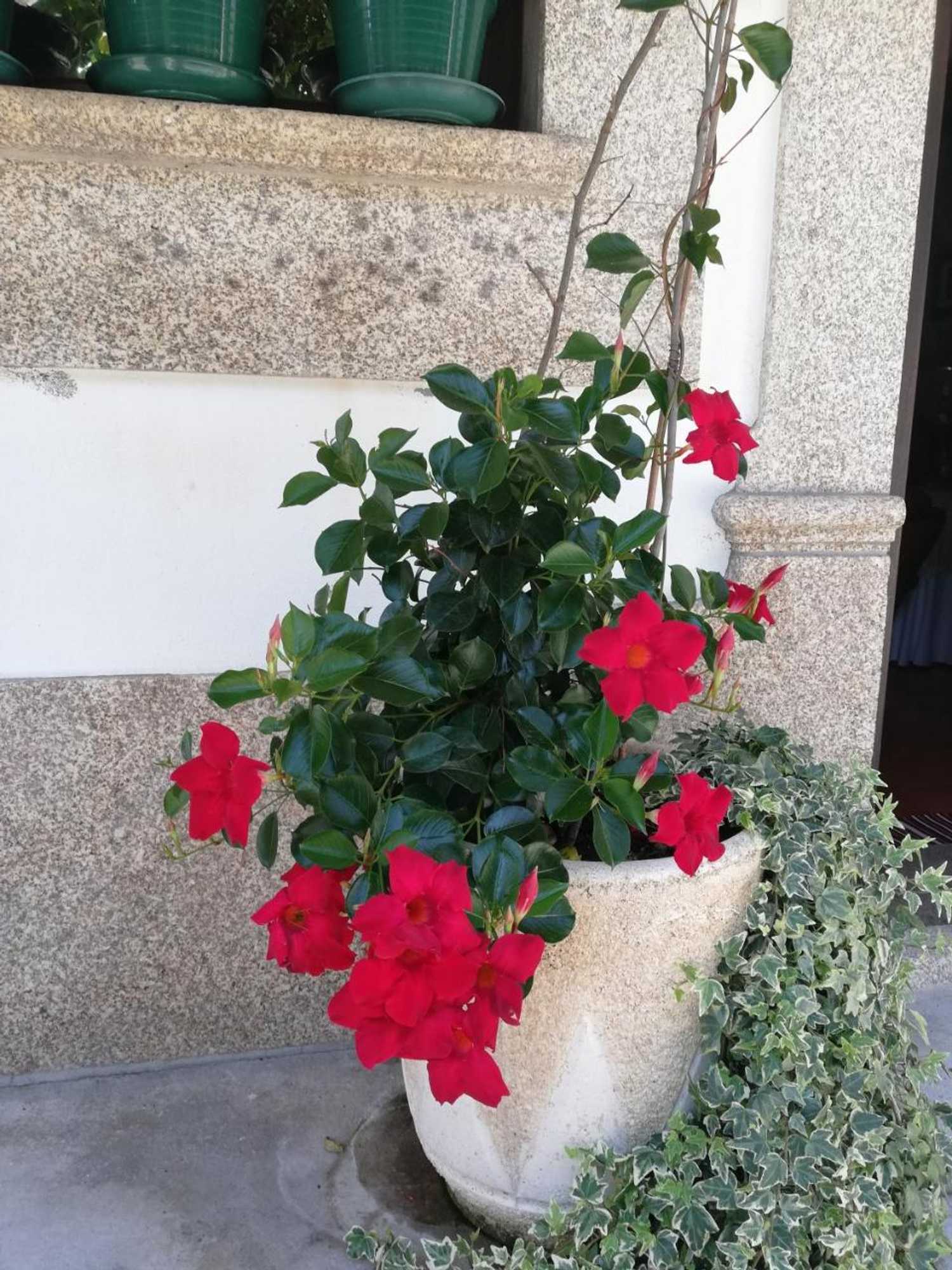 Gift card for The River House - Termas Guesthouse