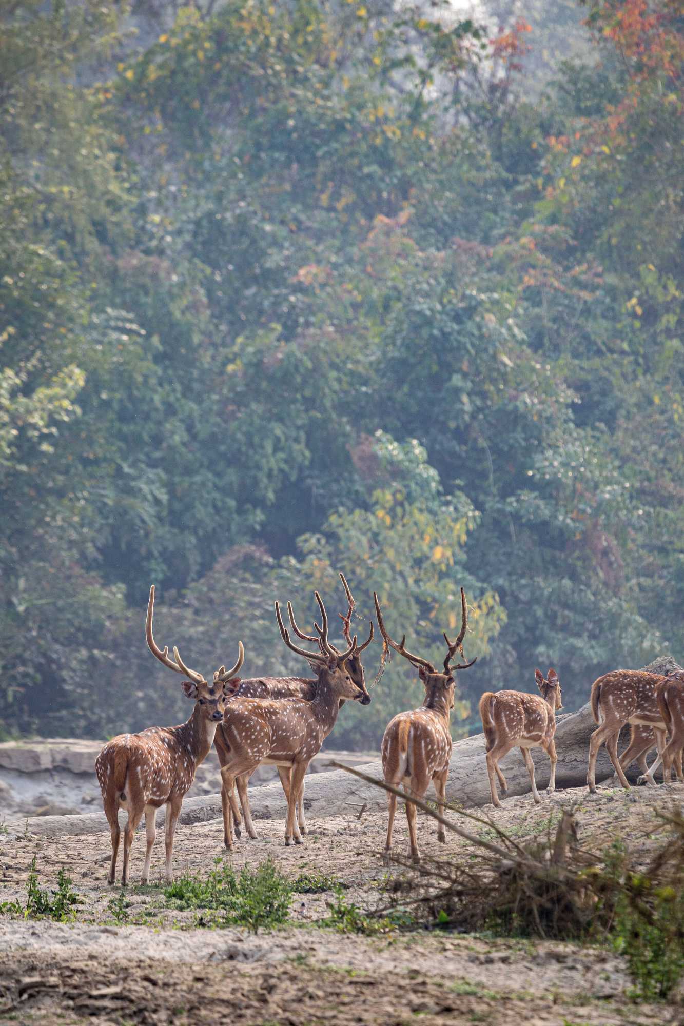Gift card for Sanctuary - Chitwan National Park , Nepal Gift card for Sanctuary - Chitwan National Park , Nepal