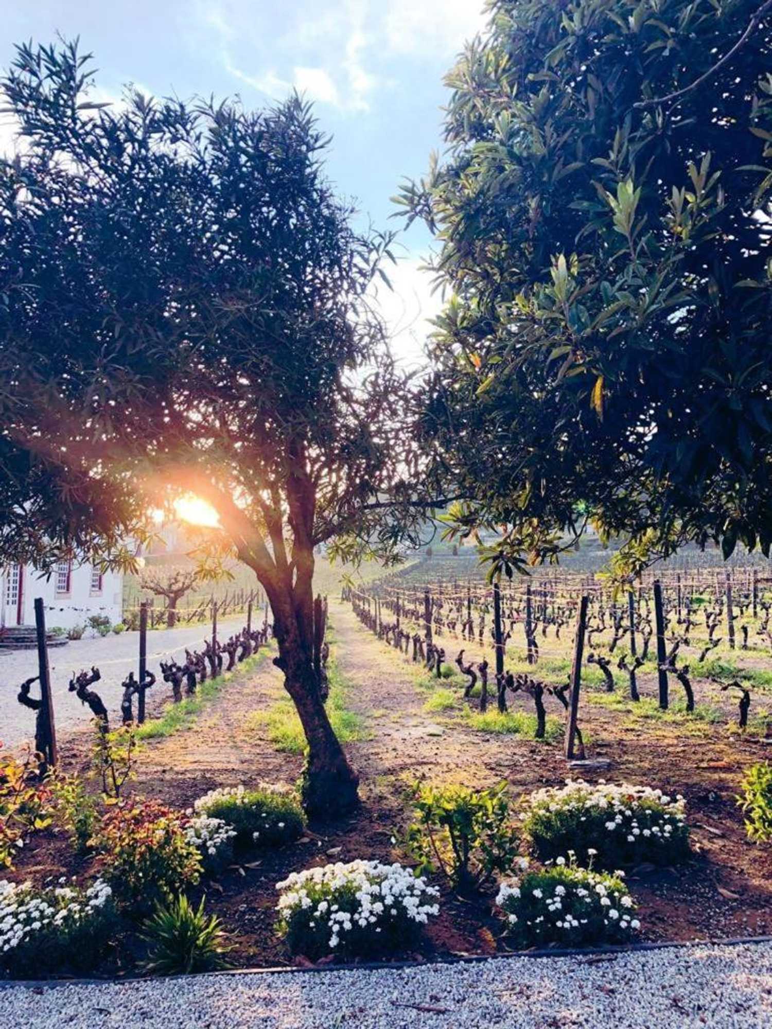 Gift card for Morgadio da Calcada Douro Wine&tourism