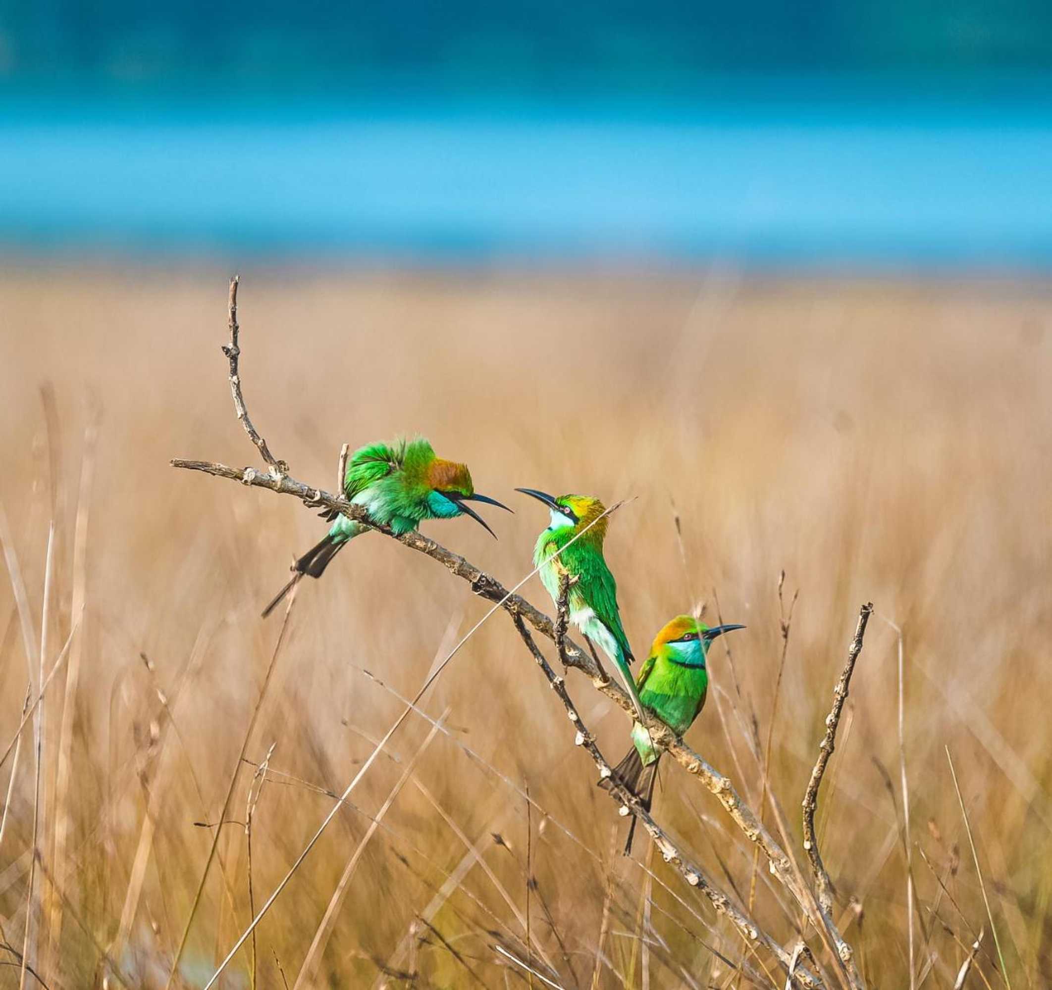 Gift card for Wilpattu National Park Forest Buma Lodge