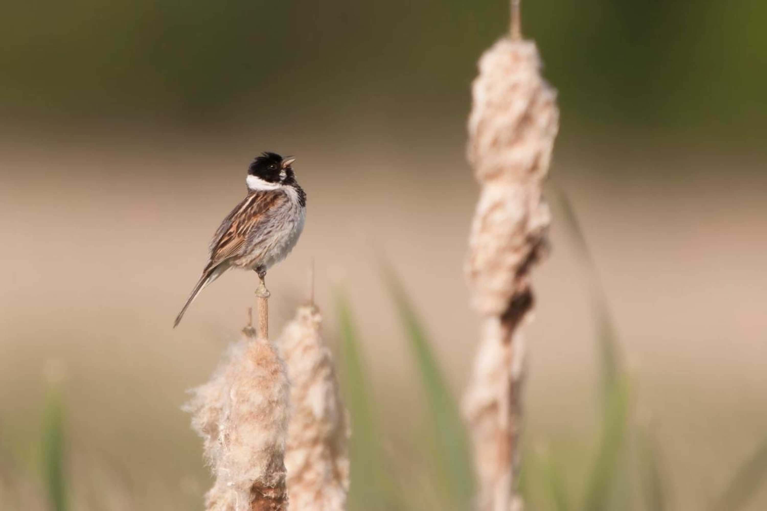 Gift card for Bed And Breakfast Simmerwille