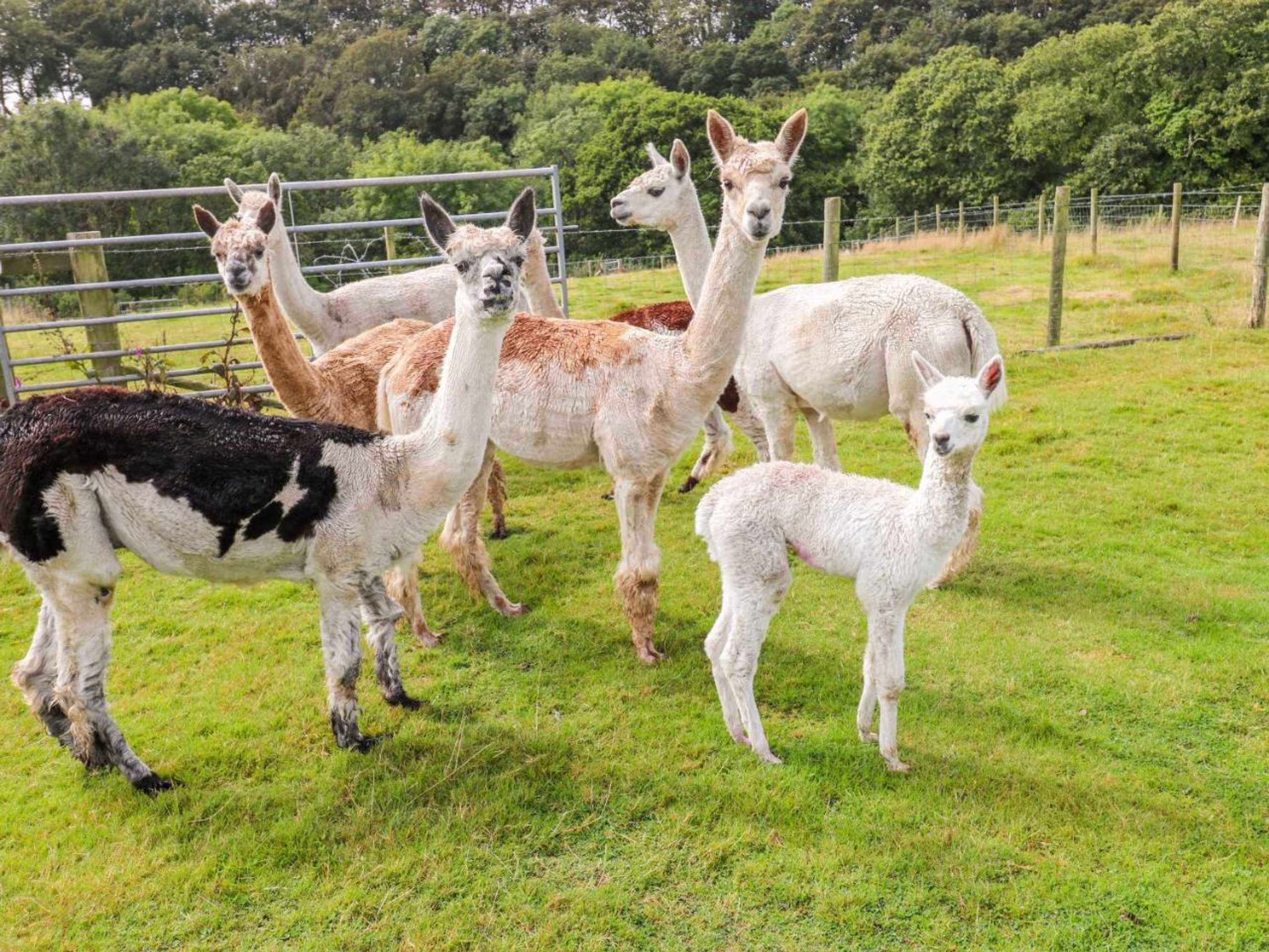 Gift card for Shepherds Hut - The Hurdle