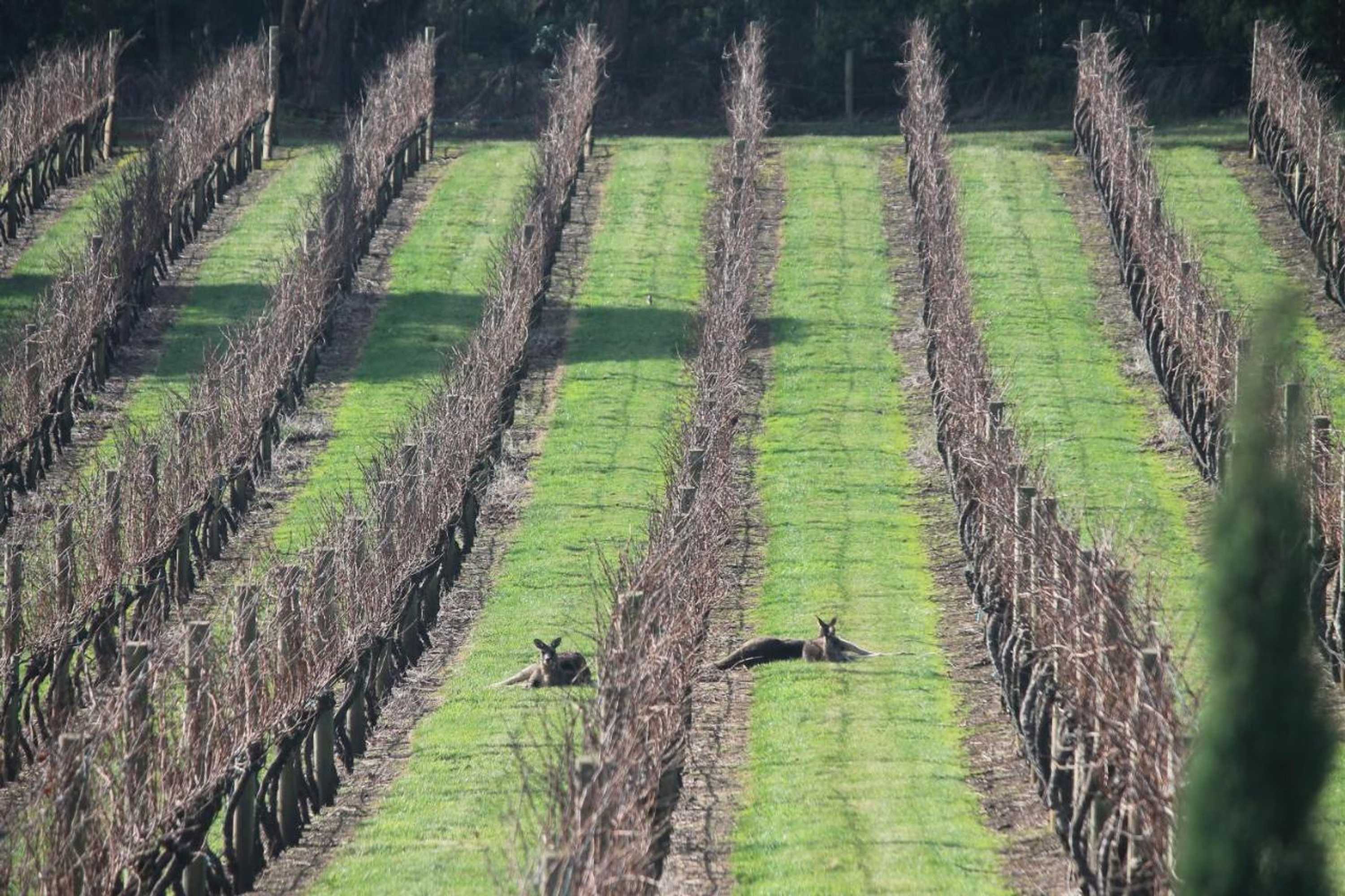 Gift card for Frogs Pond