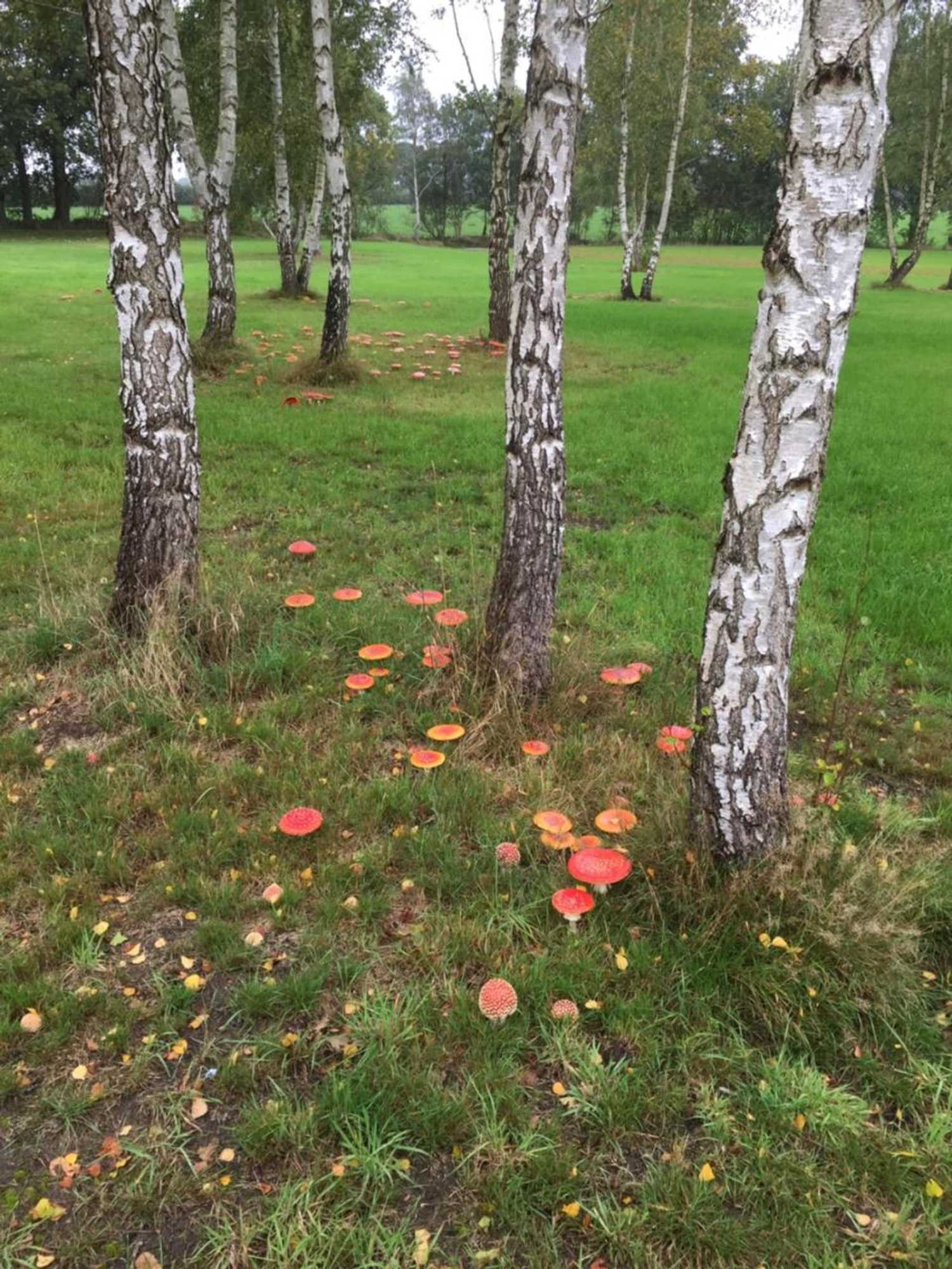 Gift card for B&b Otterstee