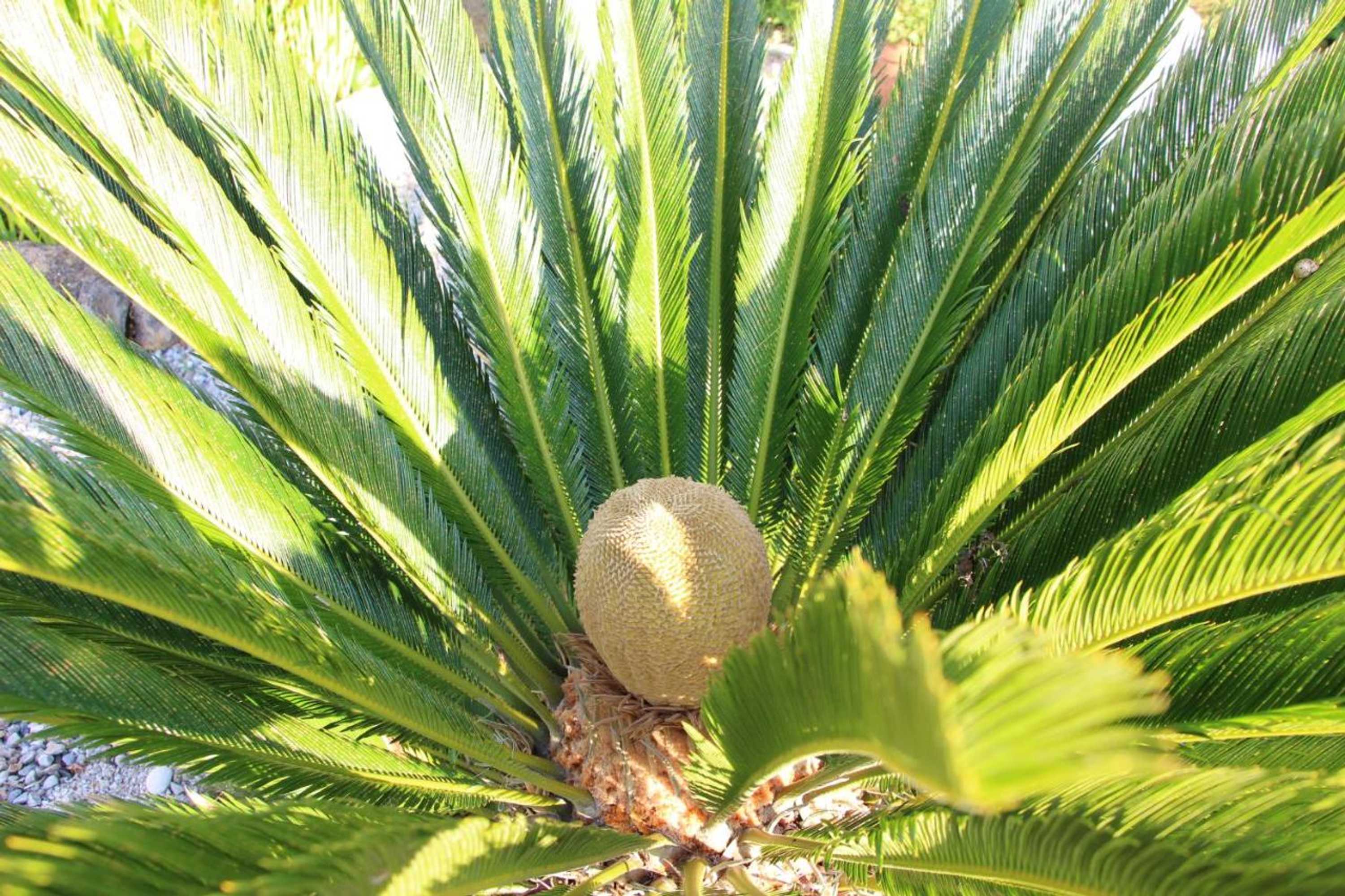 Gift card for Casa o Futuro