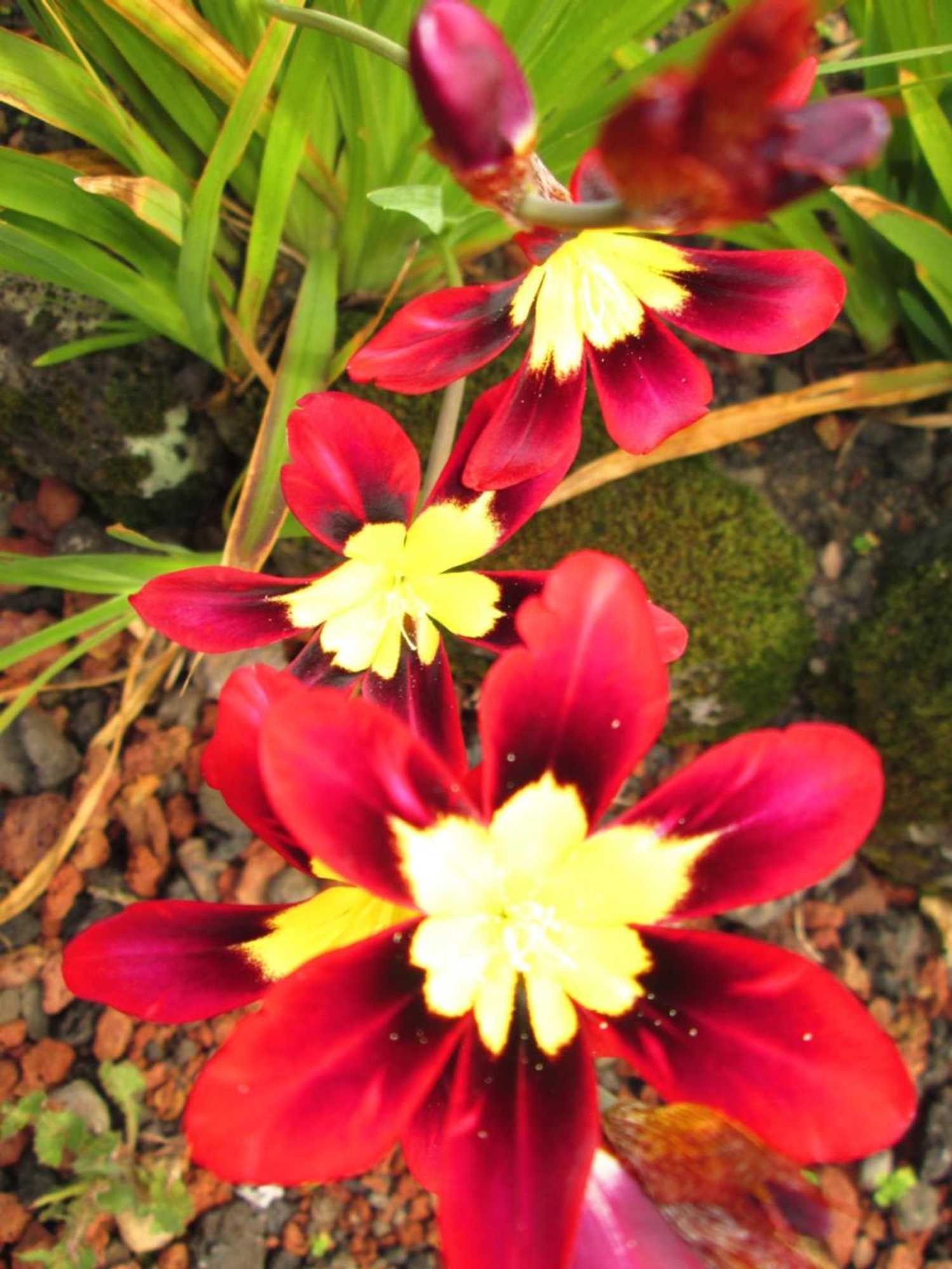 Gift card for Residência Machado