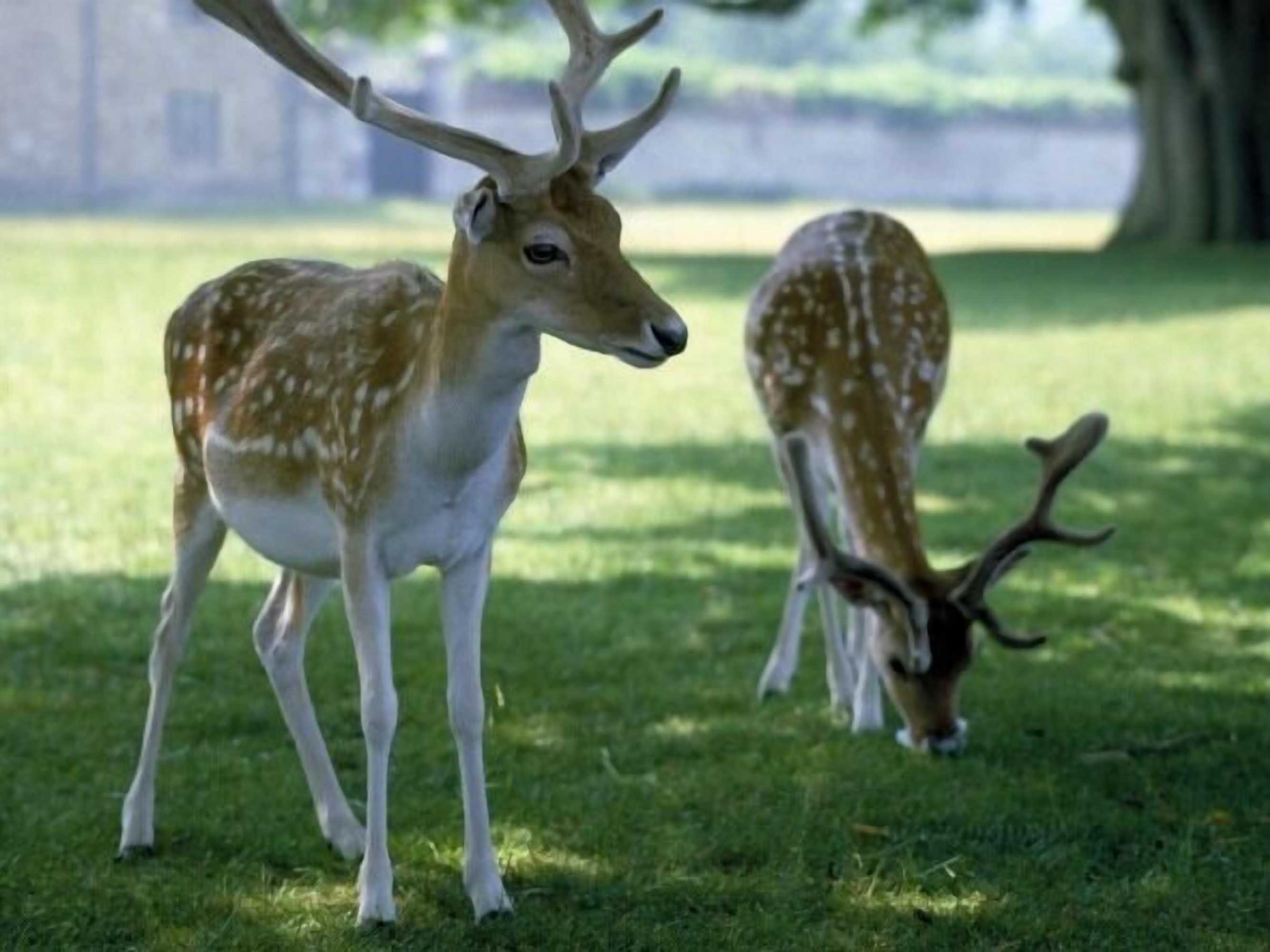 Gift card for Knole B&b