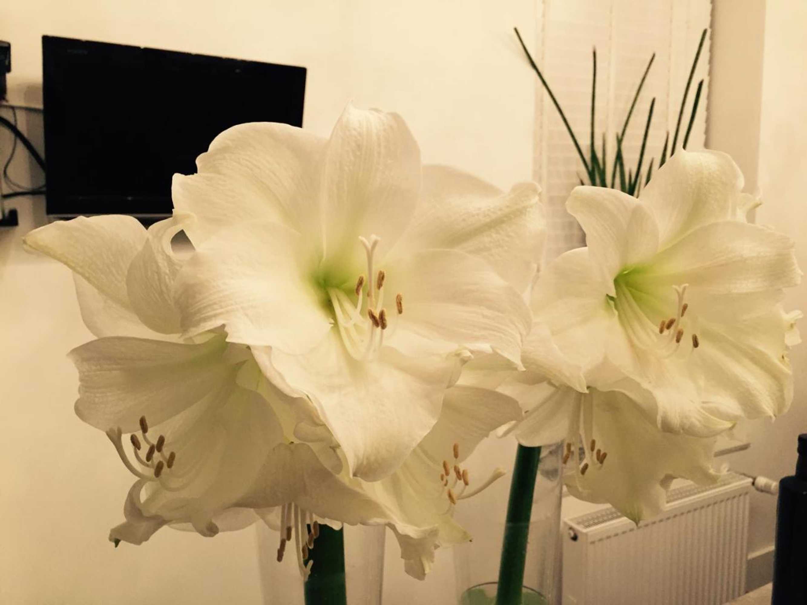 Gift card for Am Meerturm