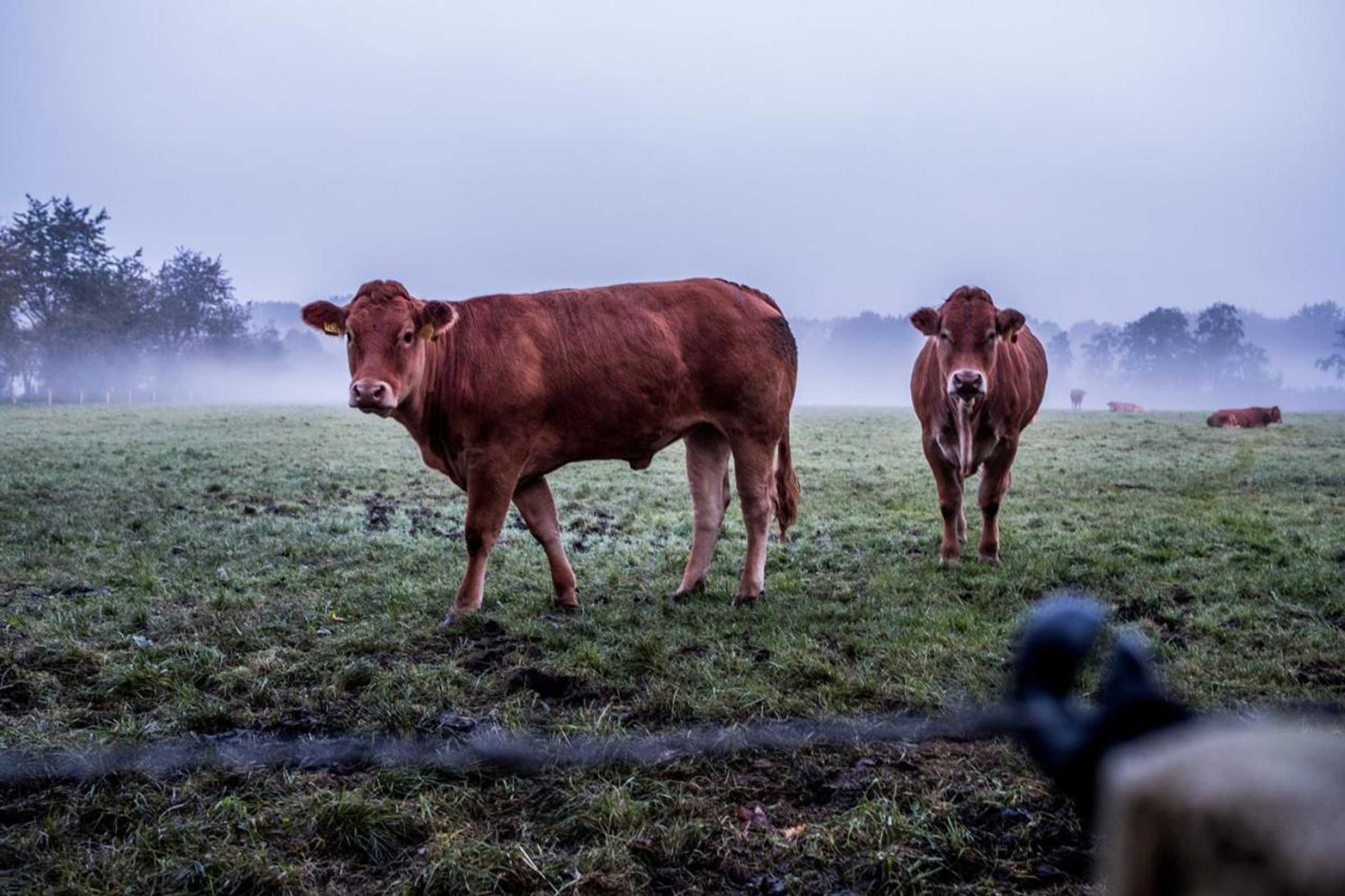 Gift card for Het Findament Tiny House