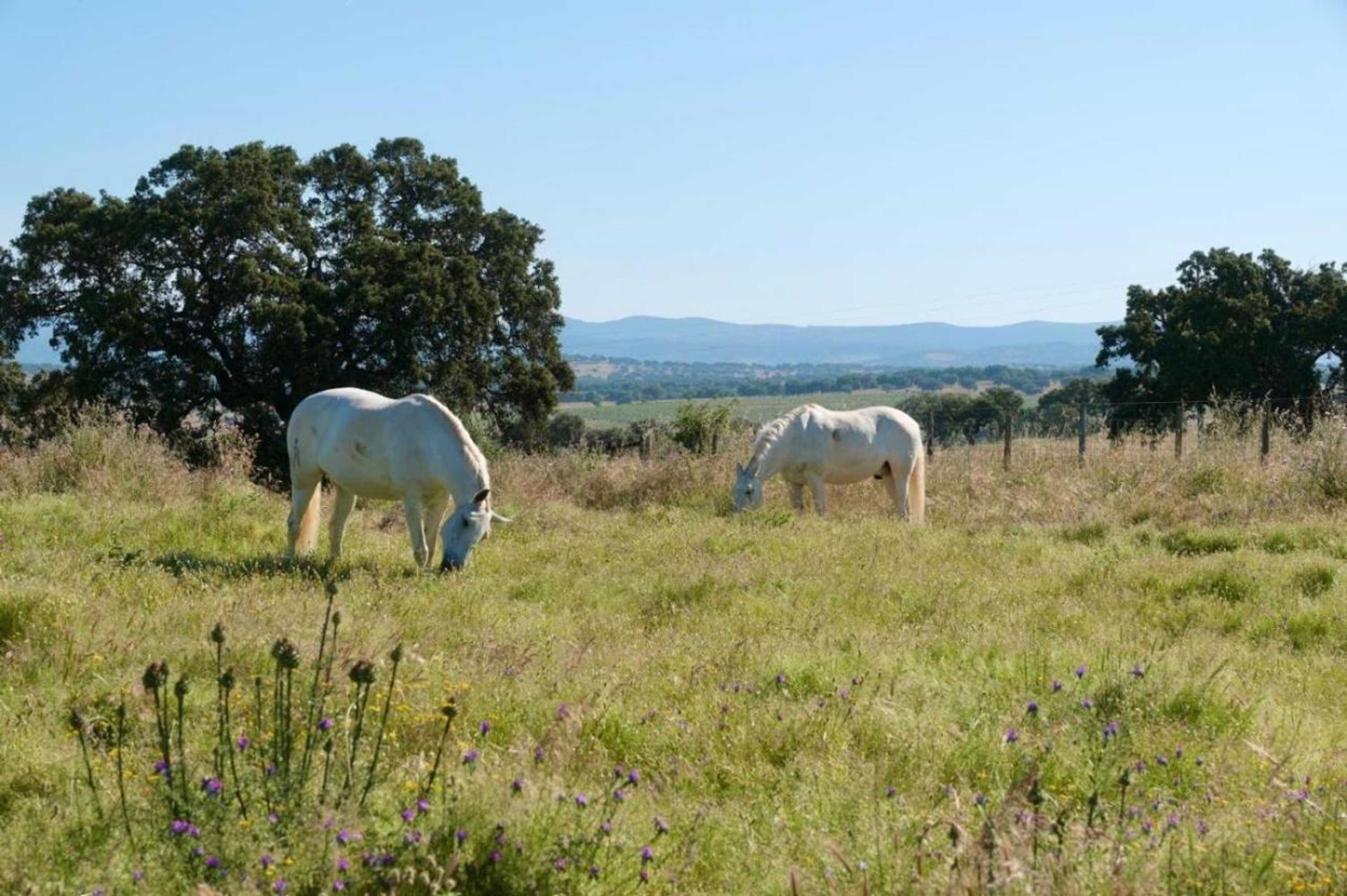 Gift card for Herdade da Carapuça