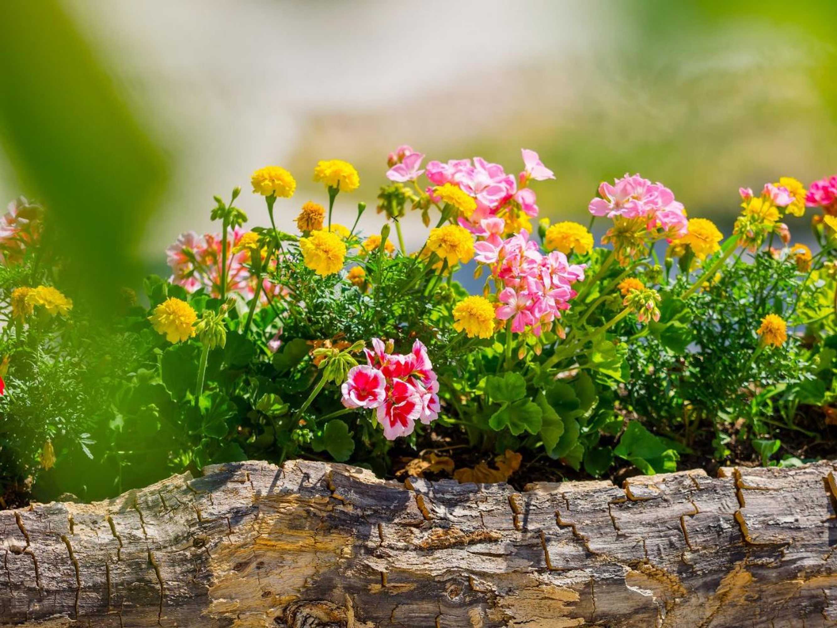 Gift card for Villanuova