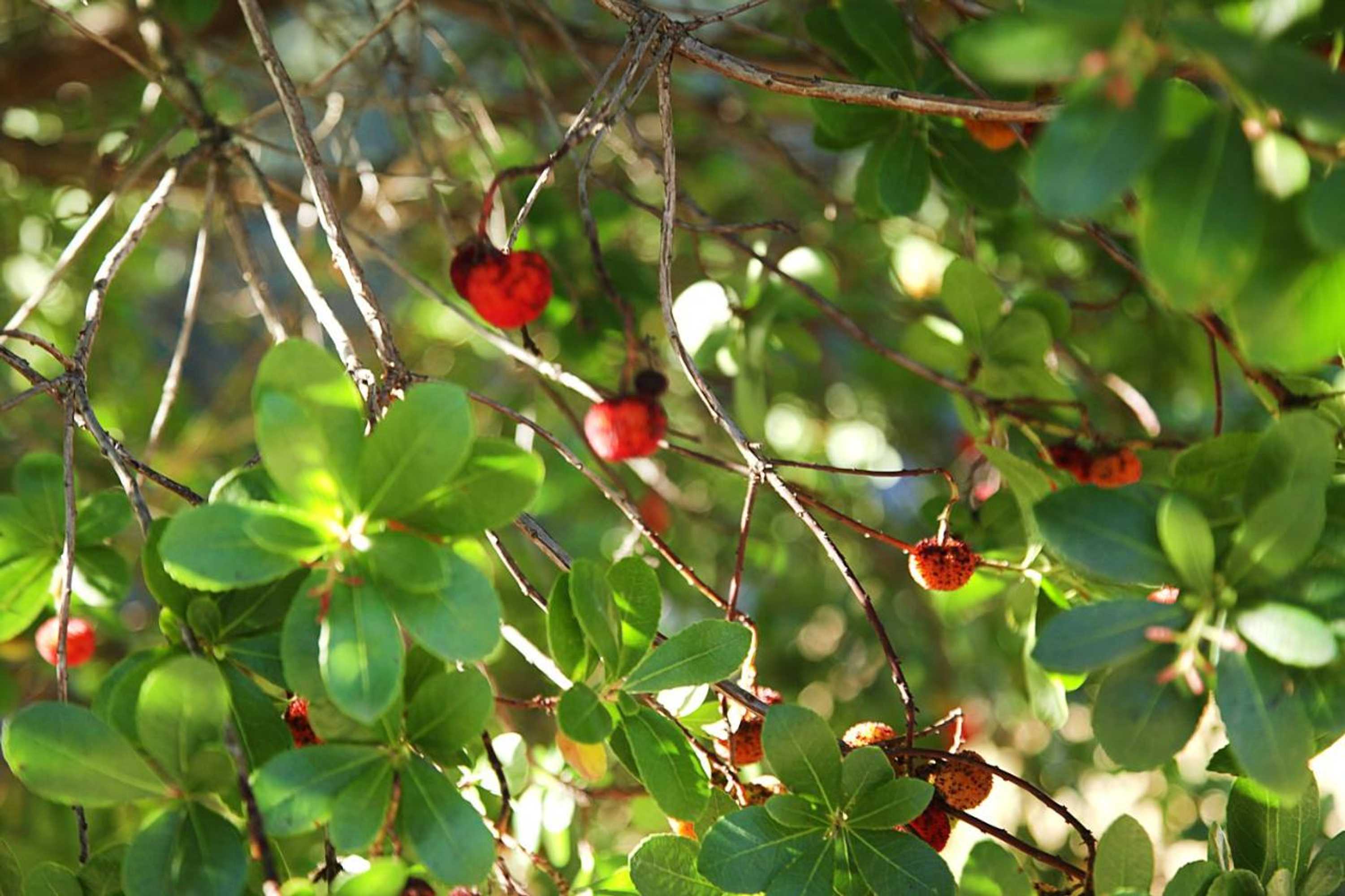 Gift card for Encosta Dos Túneis - Turismo E Lazer