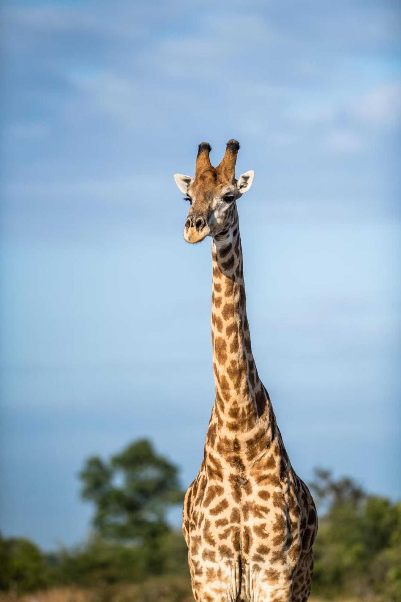 Gift card for Umkumbe Safari Lodge Riverside