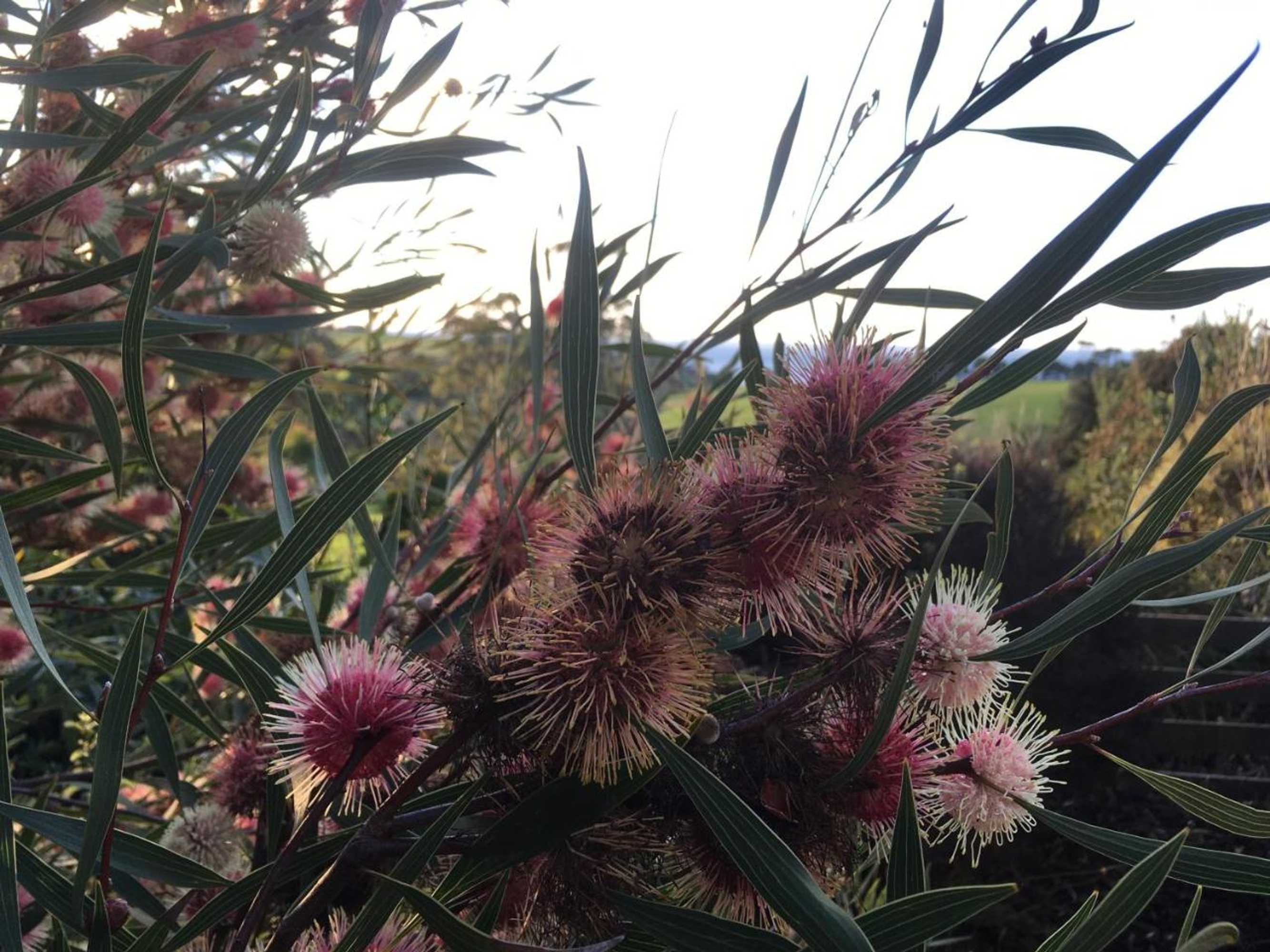 Gift card for Killynaught Spa Cottages