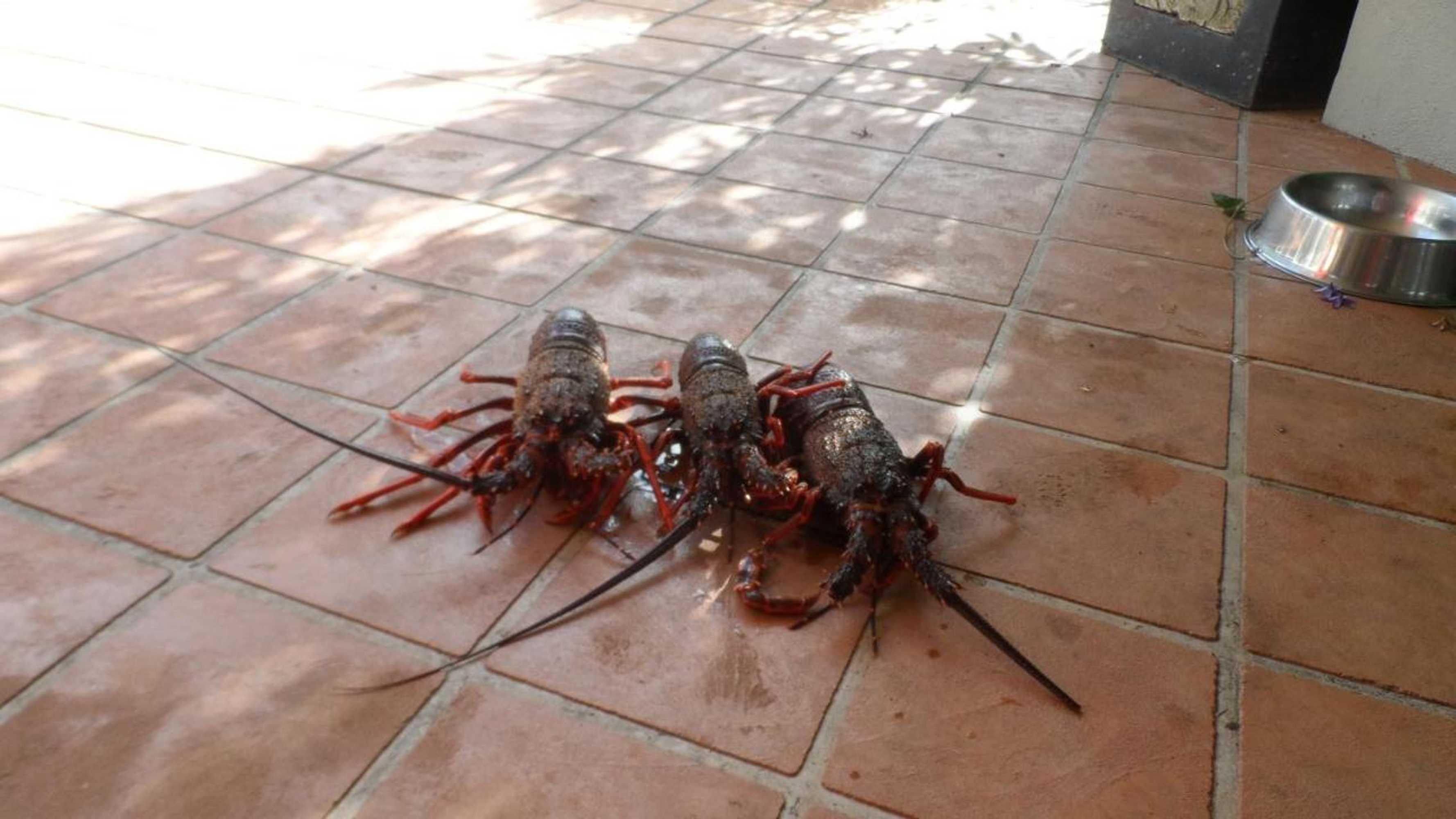 Gift card for Waiwurrie Coastal Farm Lodge