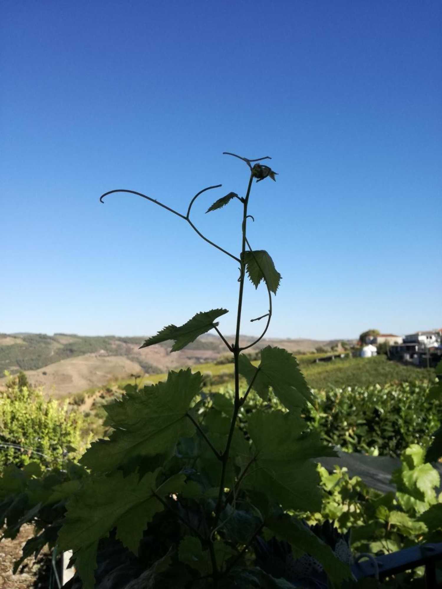 Gift card for O Zé Já Dormiu Aqui