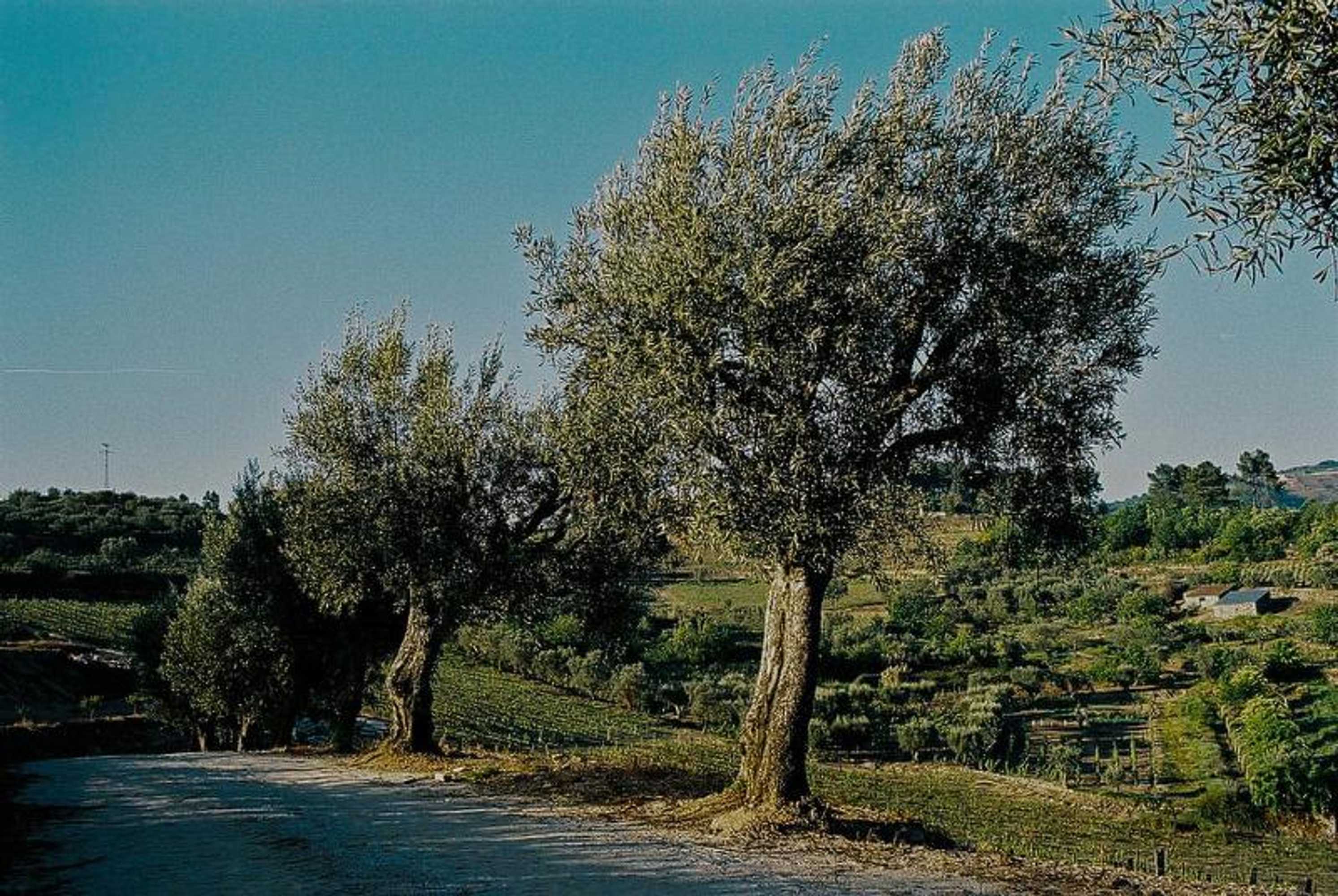 Gift card for Hotel Rural Casa Dos Viscondes da Varzea Gift card for Hotel Rural Casa Dos Viscondes da Varzea