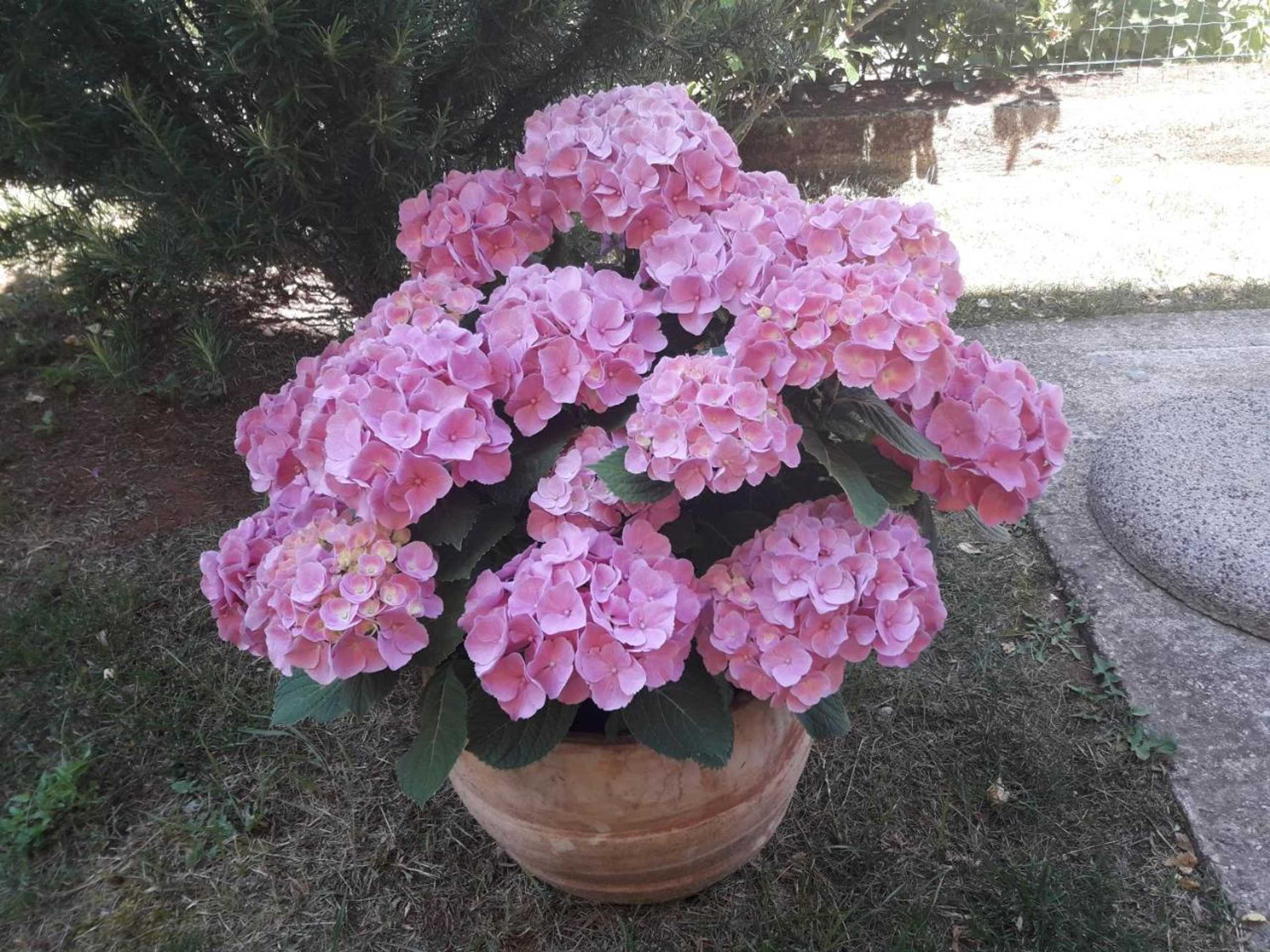 Gift card for Apartments Manuela