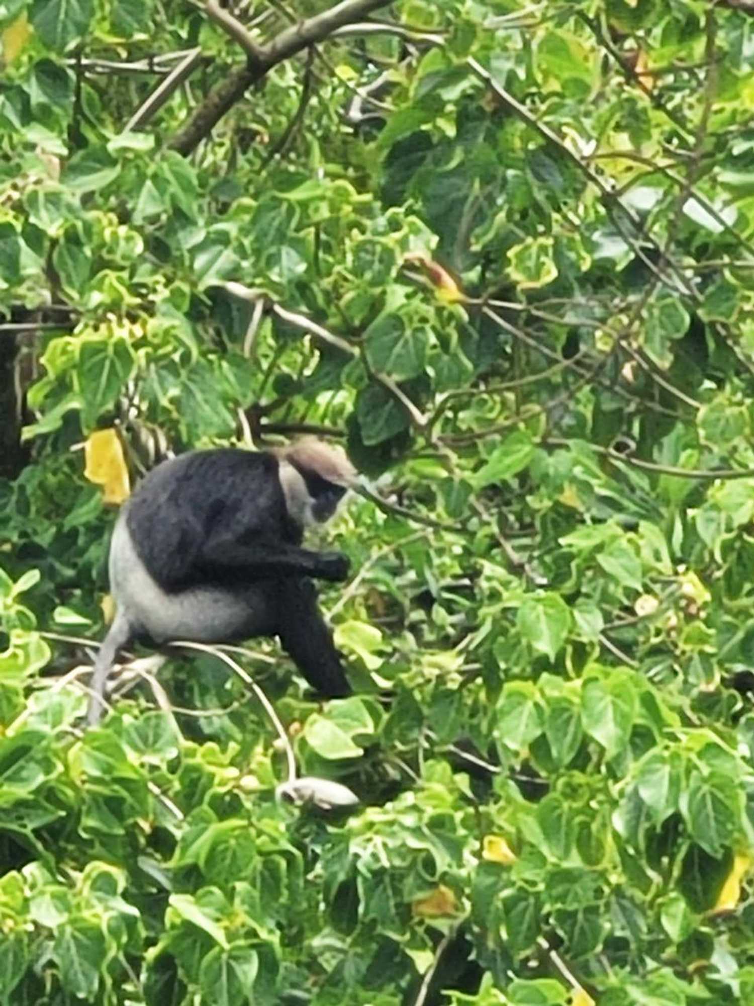 Gift card for Janus Paradise Rest