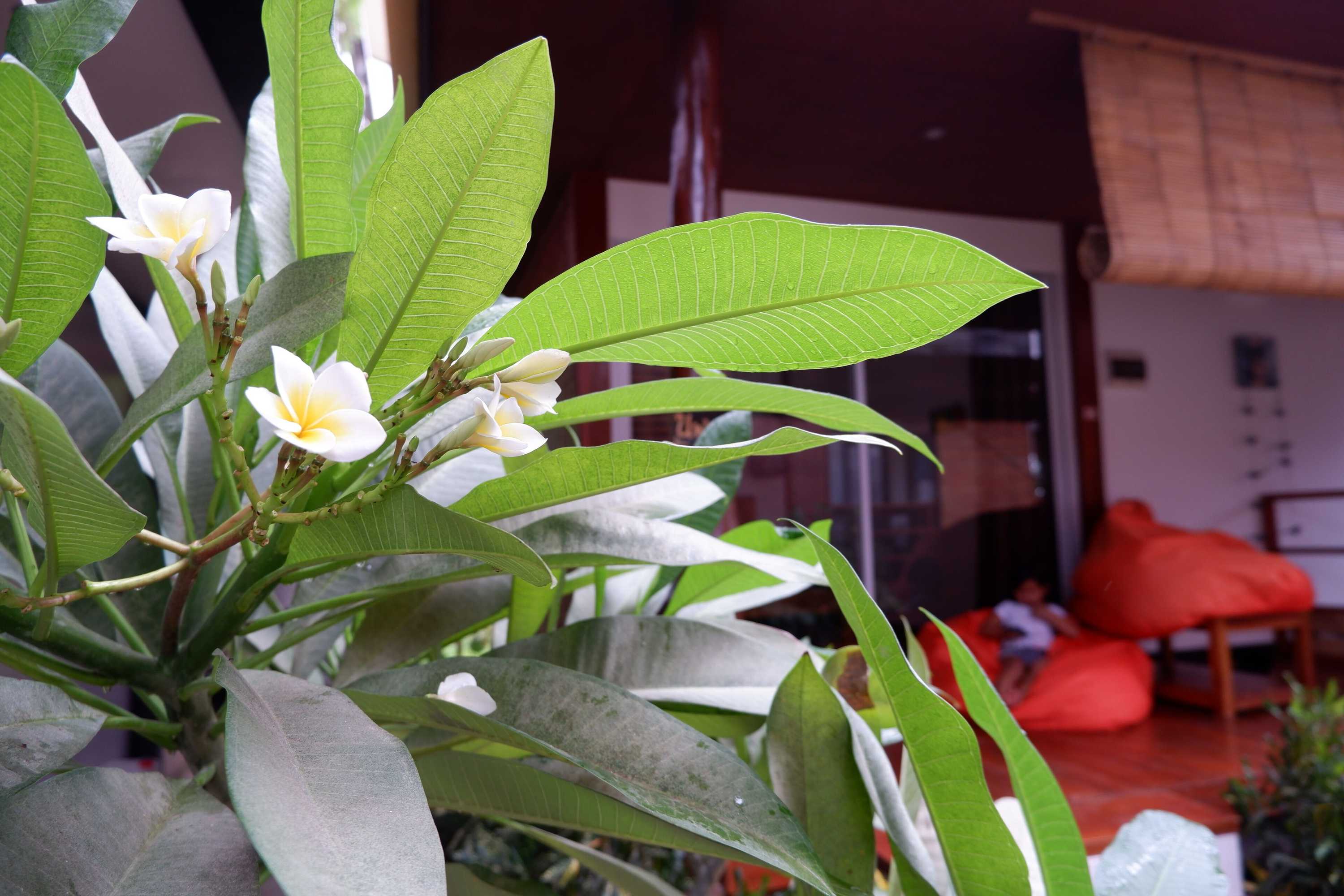 Gift card for Bella Athena Garden