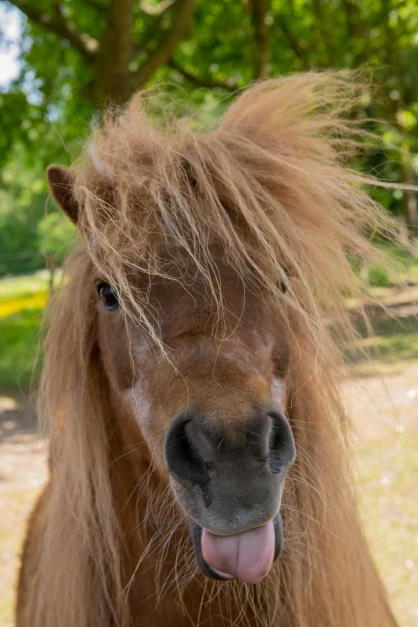 Gift card for Gastenverblijf Het Voorhuis