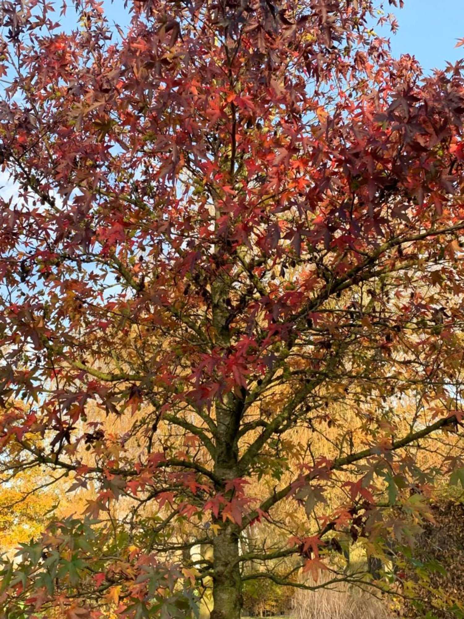 Gift card for @thelodge