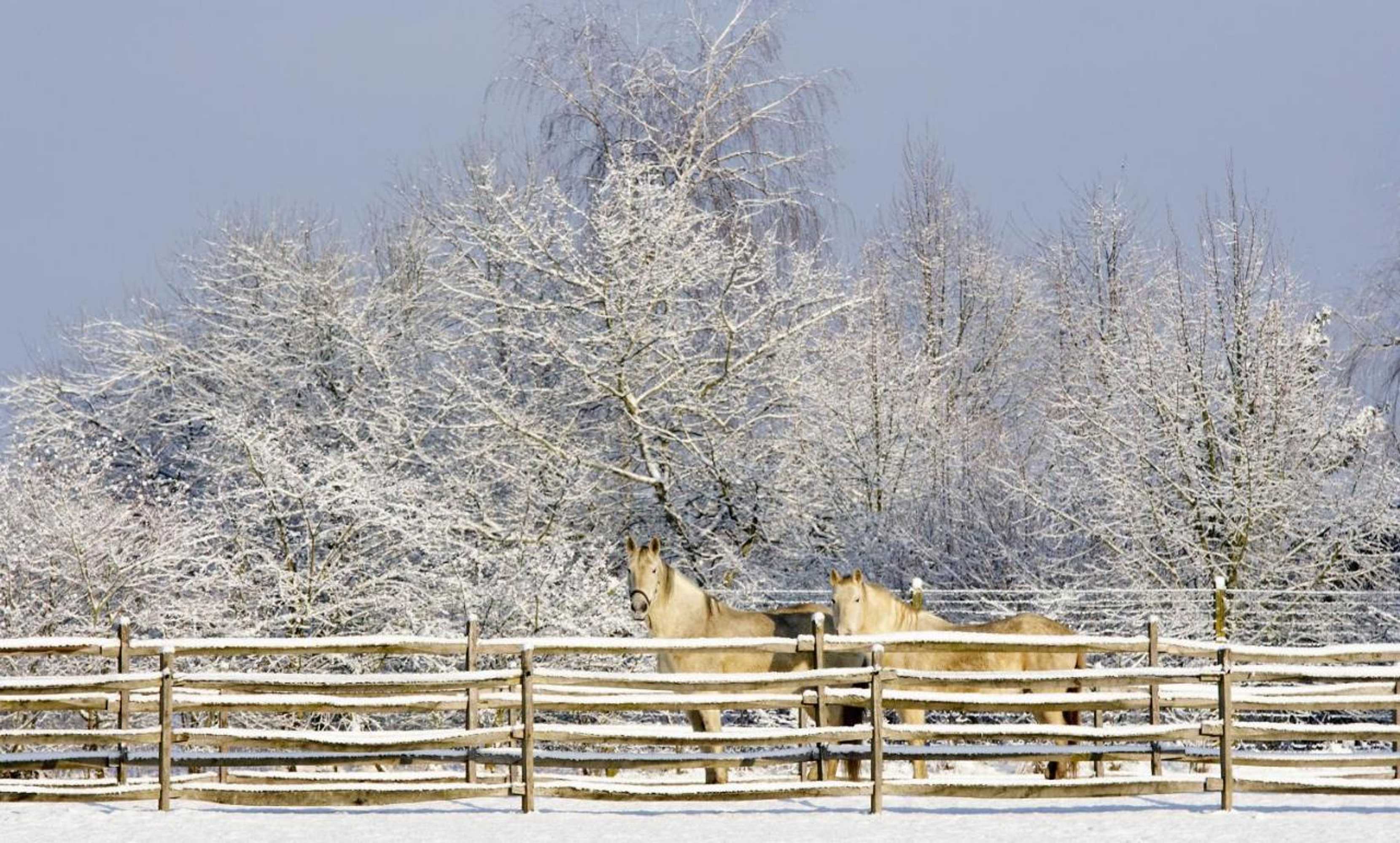 Gift card for B&b Zinnen en Minnen