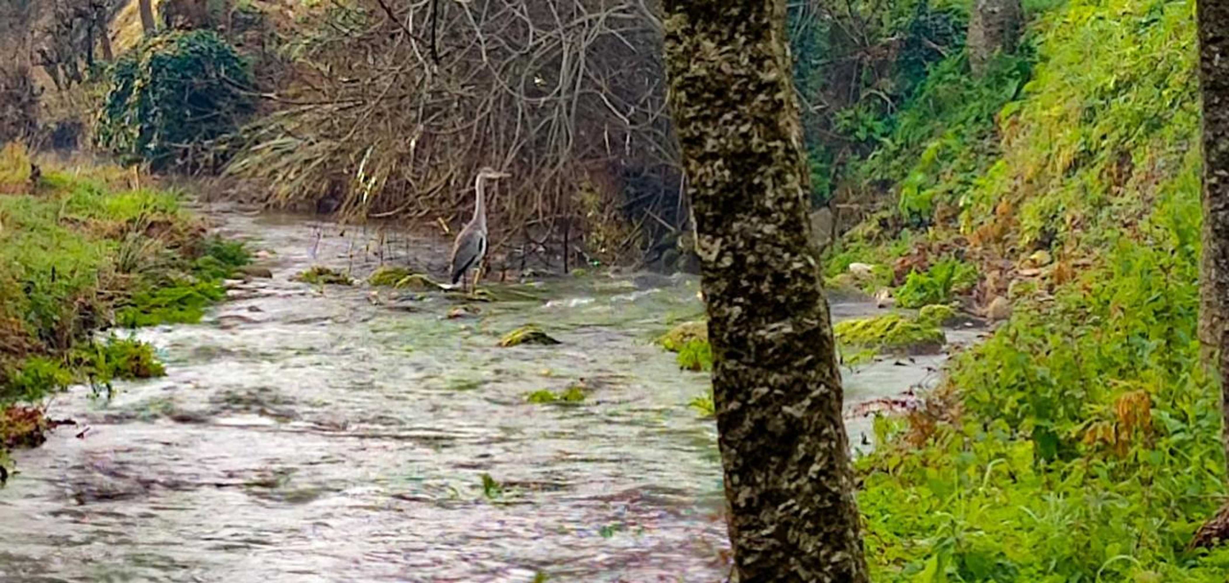 Gift card for River House - Casas do Rio Tora