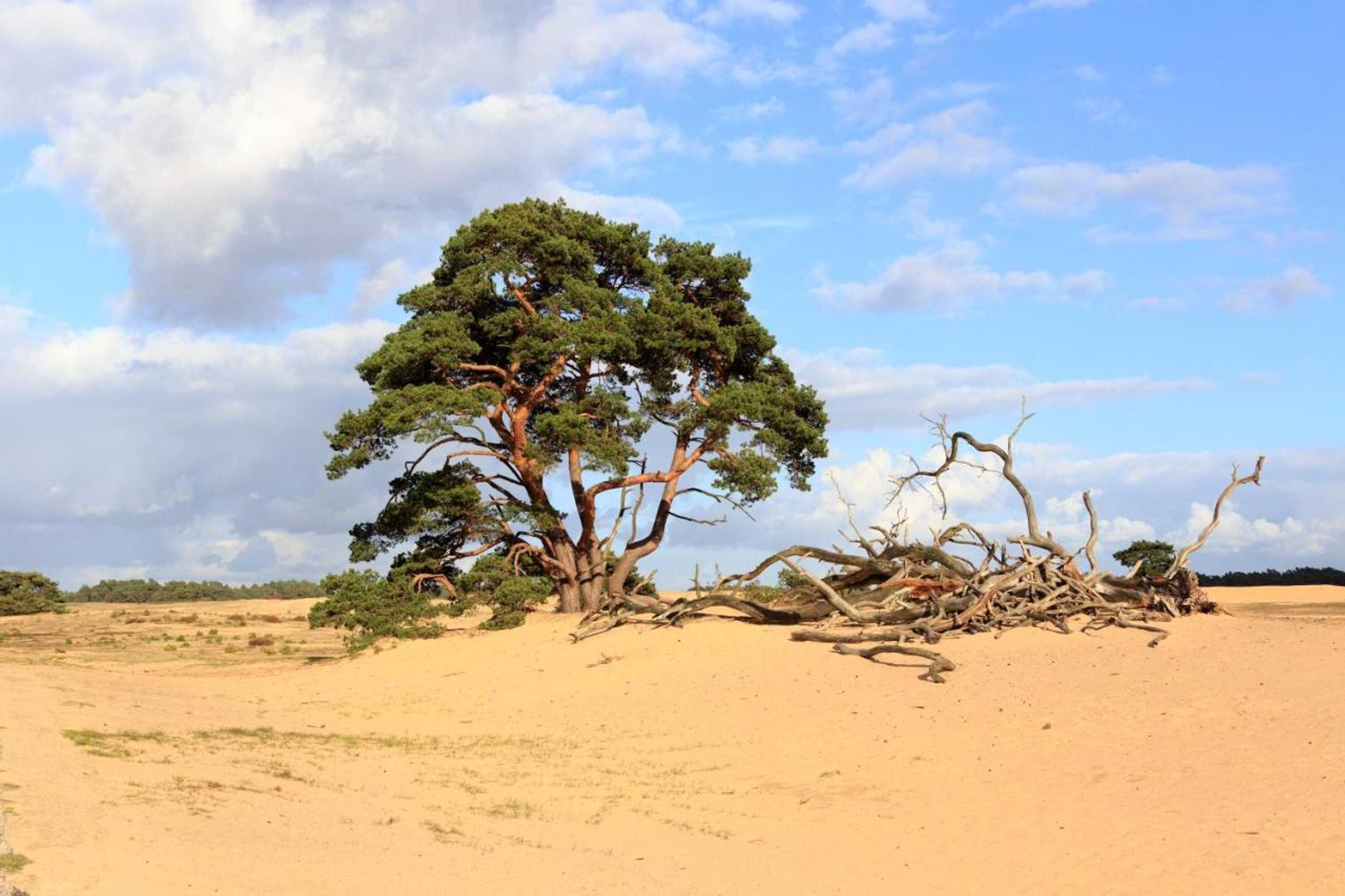 Gift card for 't Witte Hoes