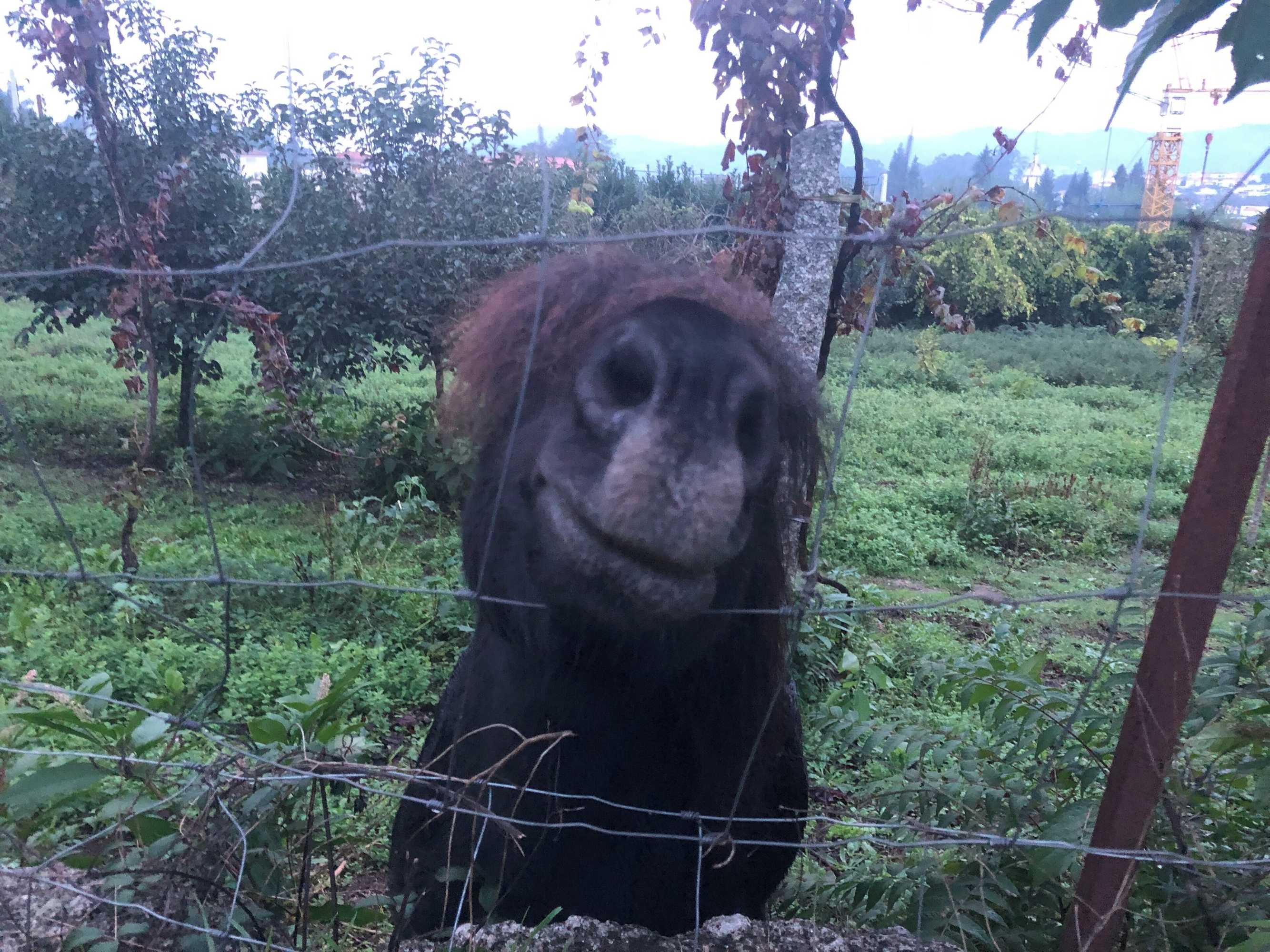 Gift card for Hotel Quinta da Tulha By Vimahotels