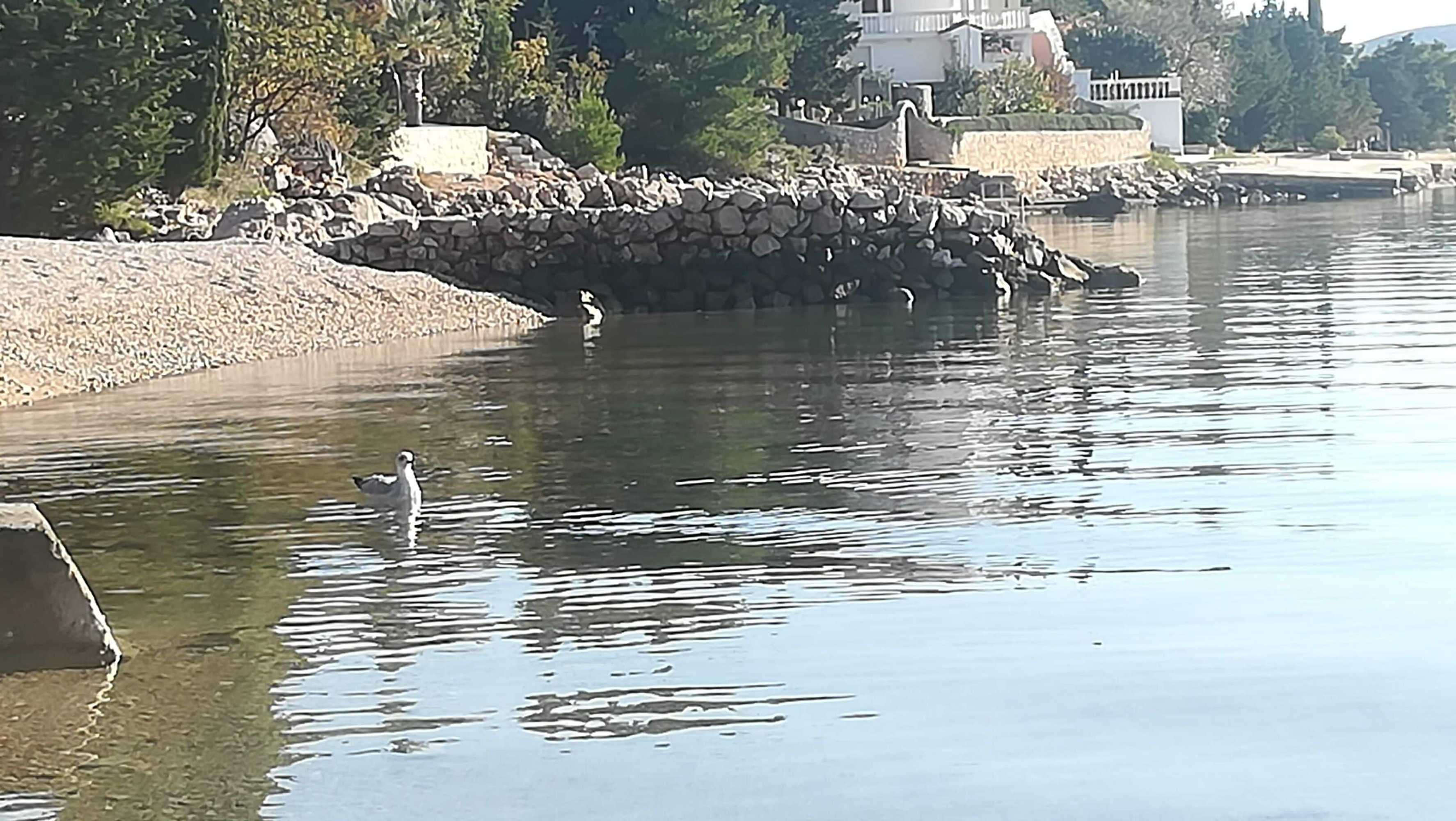 Gift card for Apartments Natasa