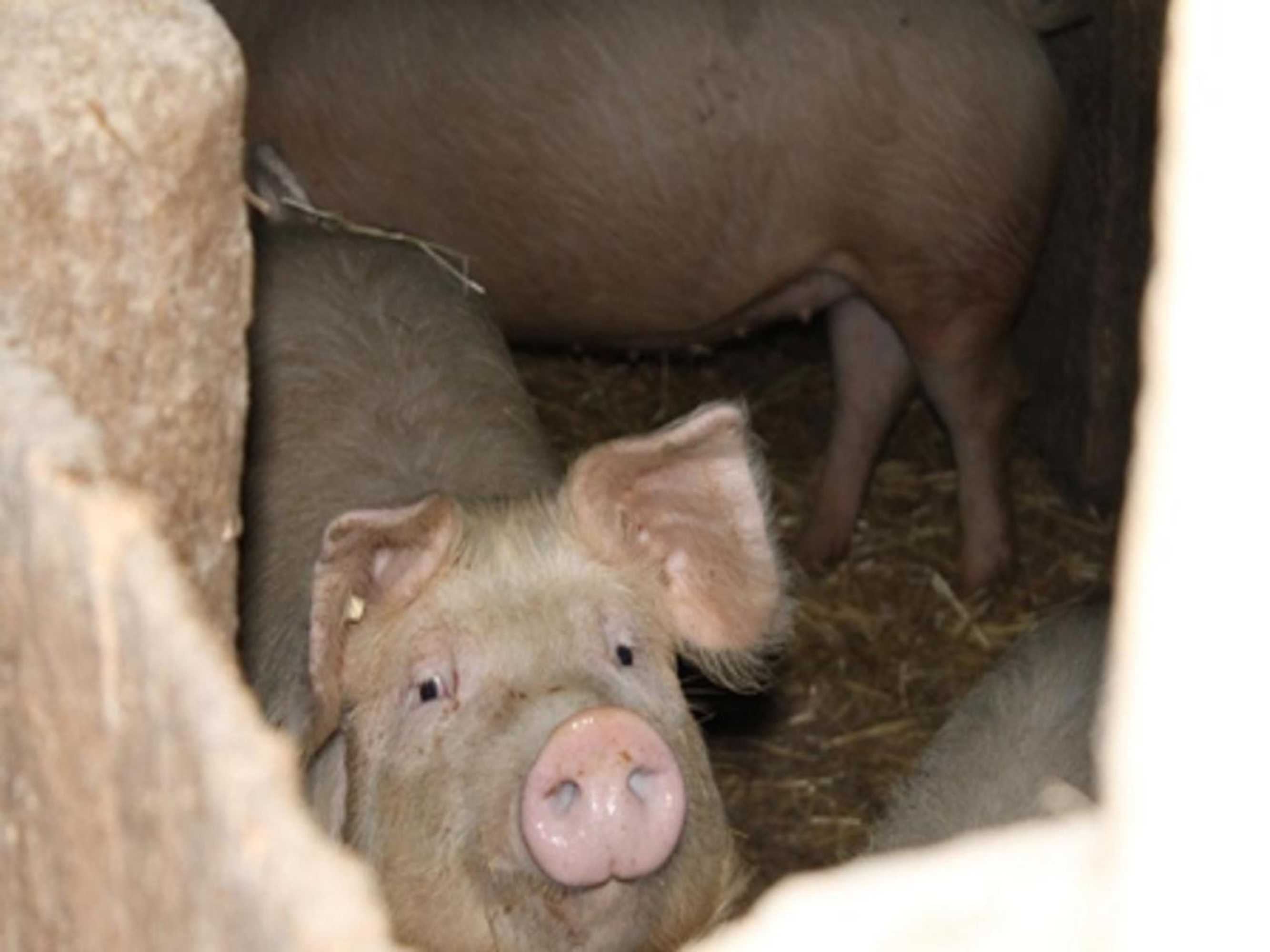 Gift card for Urlaub im Herrenholz - Familie Schwarz