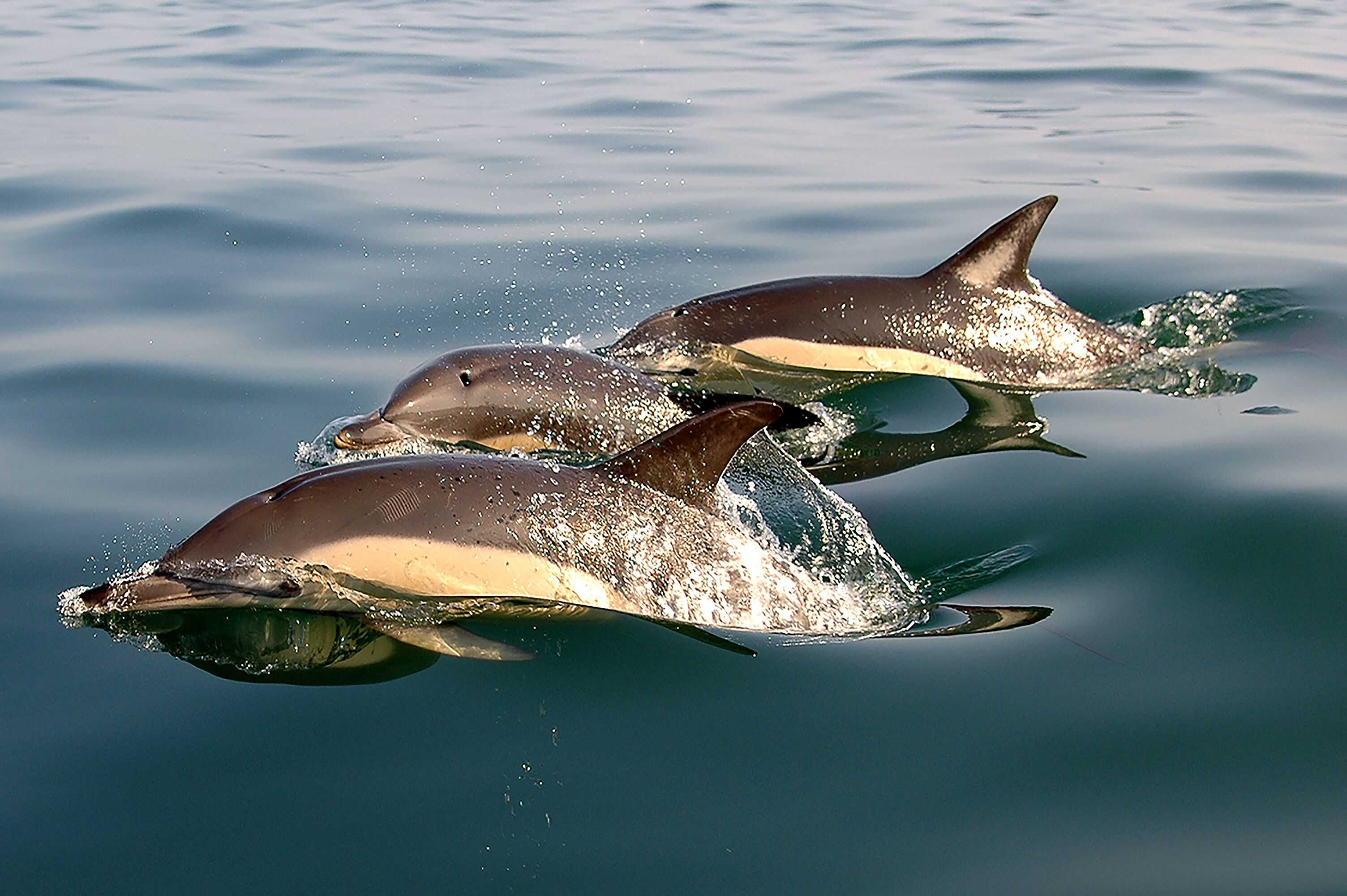 Gift card for Villas Mare Residence