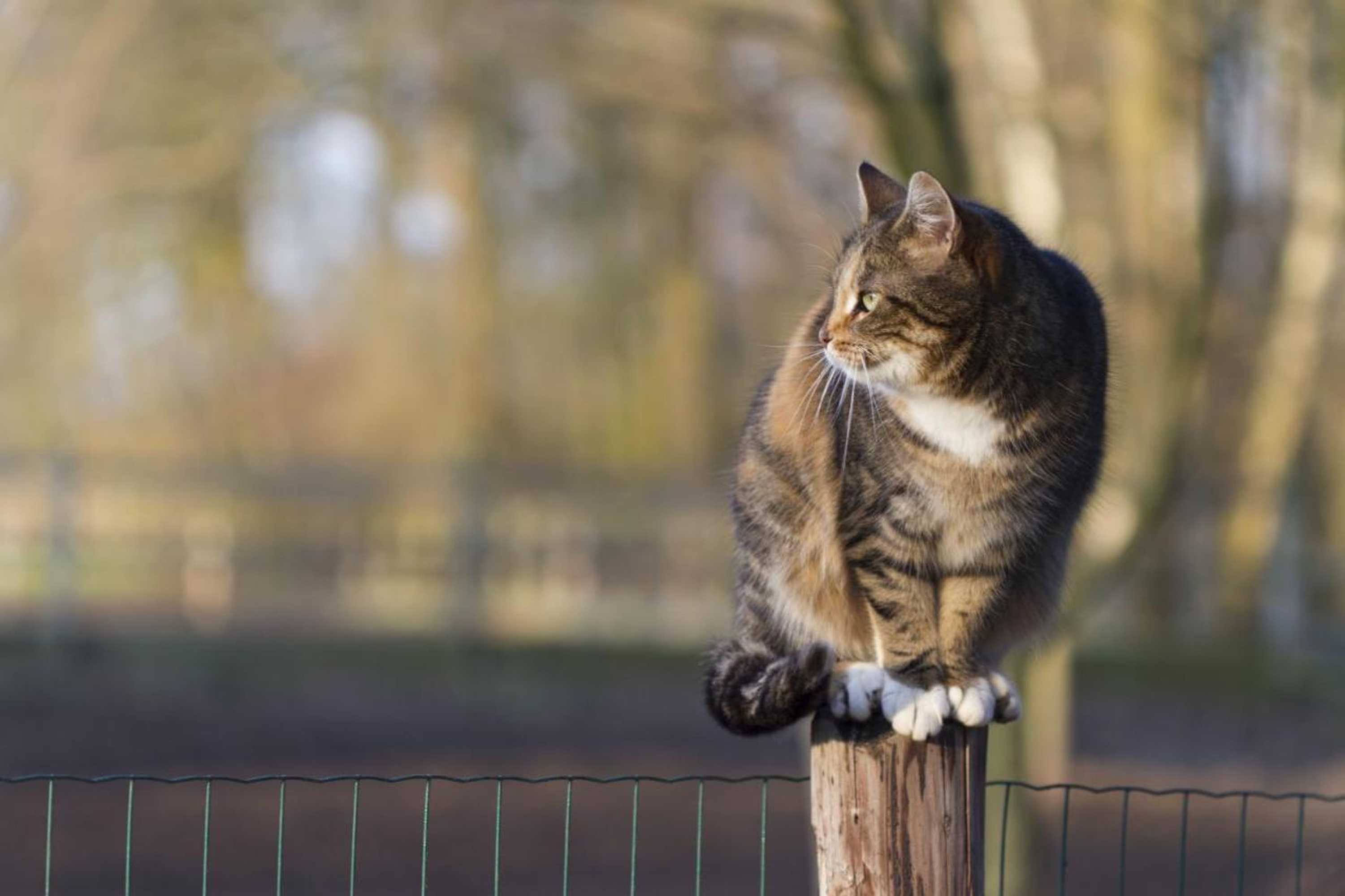 Gift card for Logies Angelbeeck