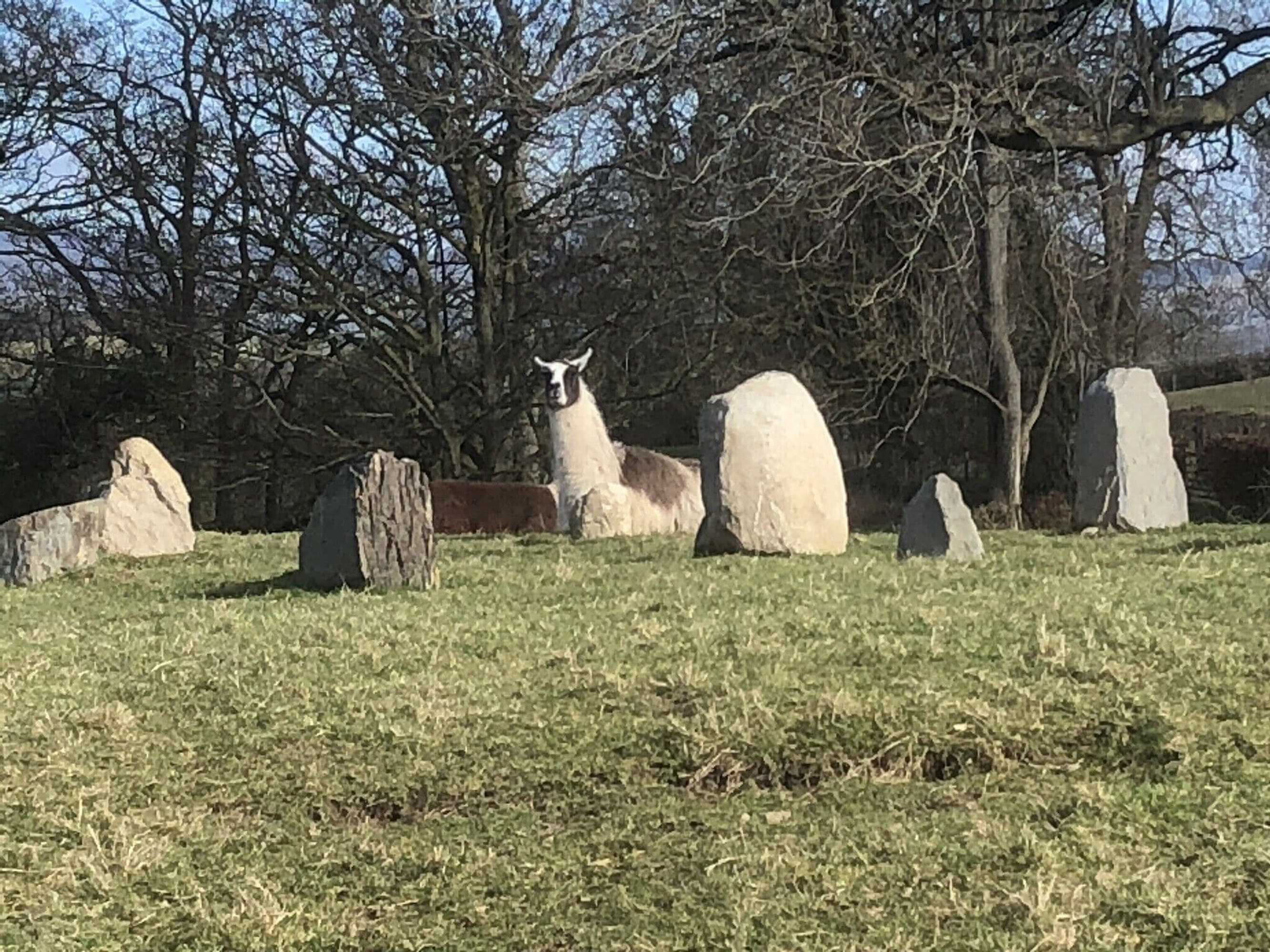 Gift card for The Shepherds Hut at Hafoty Boeth
