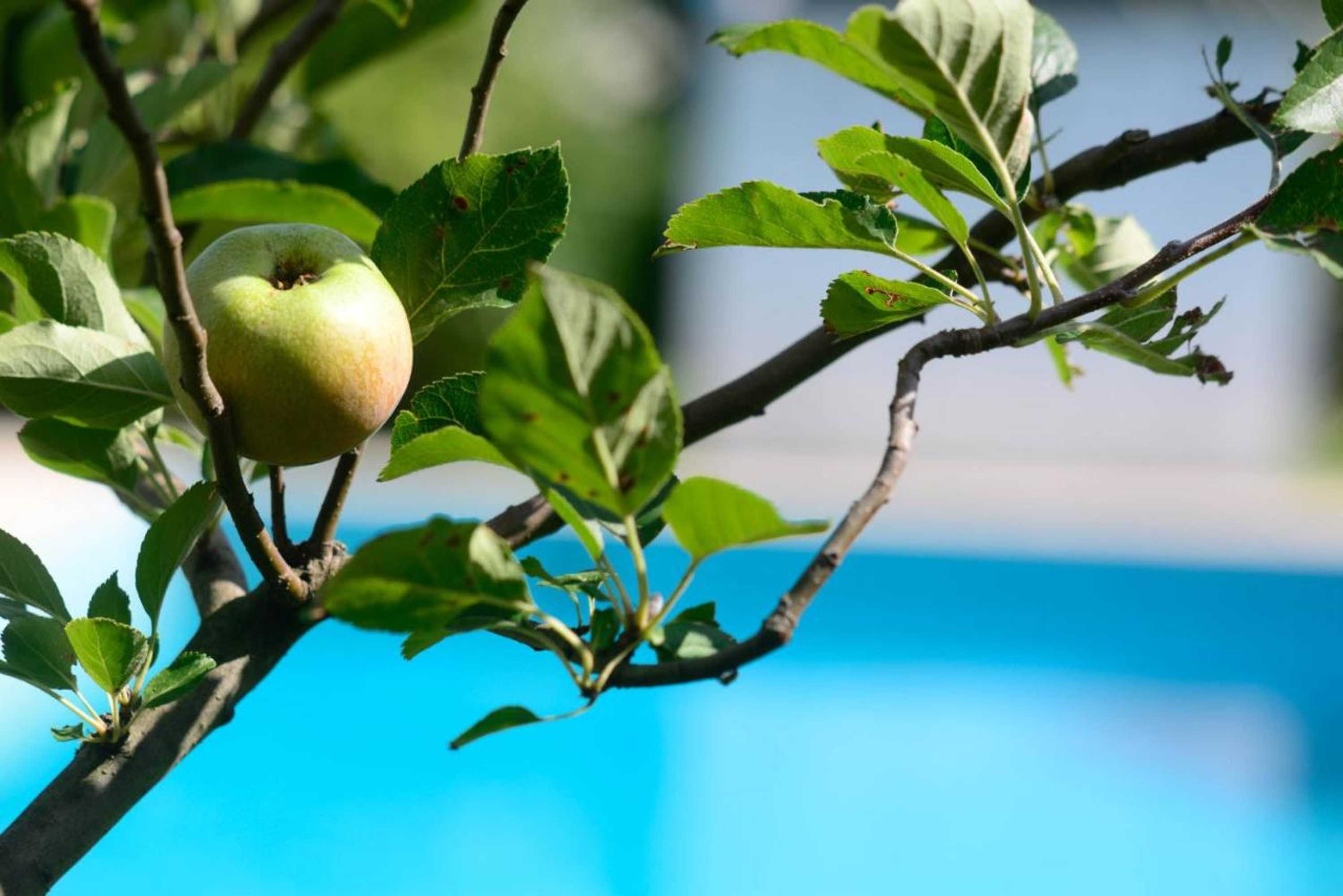 Gift card for Capa da Encosta